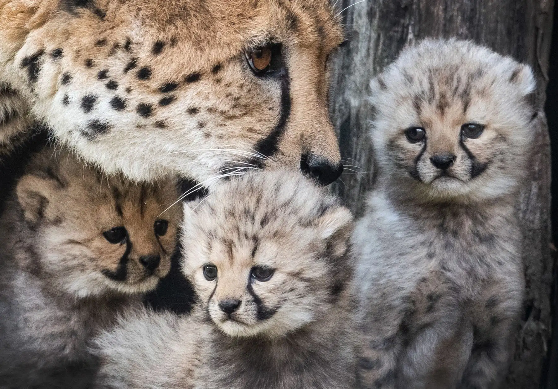 La madre de los guepardos "Isantya" se encuentra junto a sus tres bebés en el zoológico de Muenster, en el oeste de Alemania. AFP
