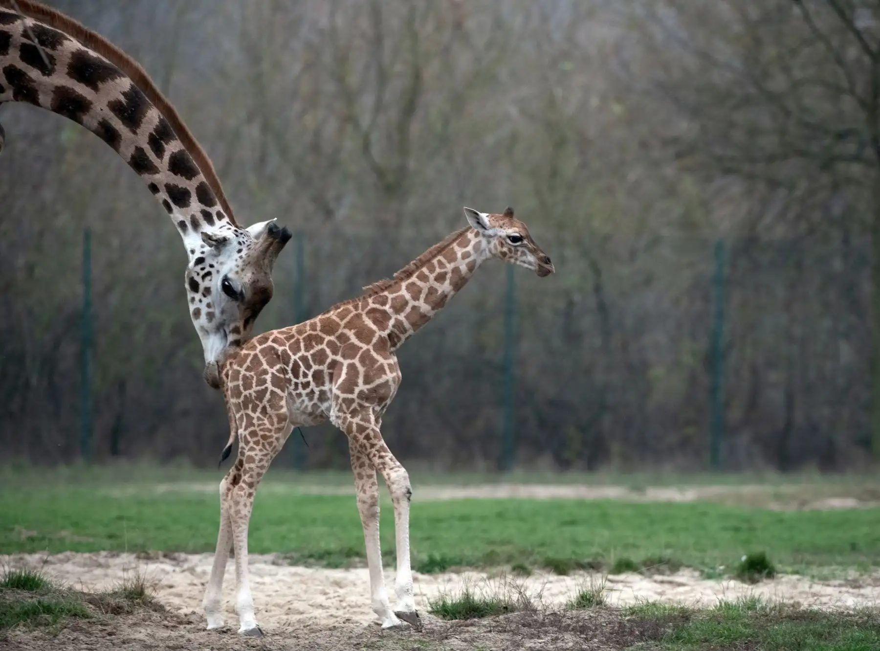 Jirafa recién nacida Ella y a su madre Amalka en su recinto en el zoológico Tierpark de Berlín.  AFP