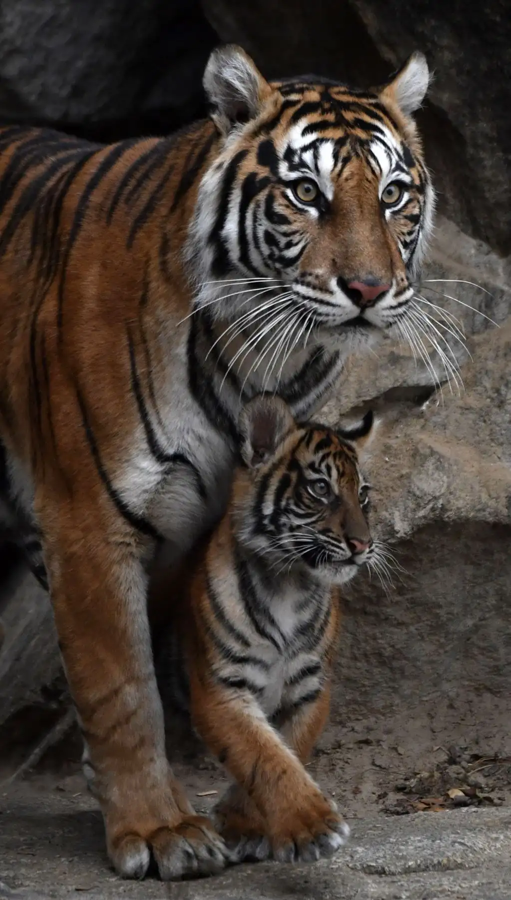Una de las cuatro crías de tigre de Sumatra hembra Mayang aparece en su recinto en el zoológico Tierpark de Berlín. Mayang dio a luz a cuatro crías, dos machos, dos hembras, llamadas Willi, Oscar, Seri y Kiara. El tigre de Sumatra es una subespecie de tigre rara que habita en la isla indonesia de Sumatra y se clasifica como en peligro crítico con entre 350 y 450 individuos restantes. AFP