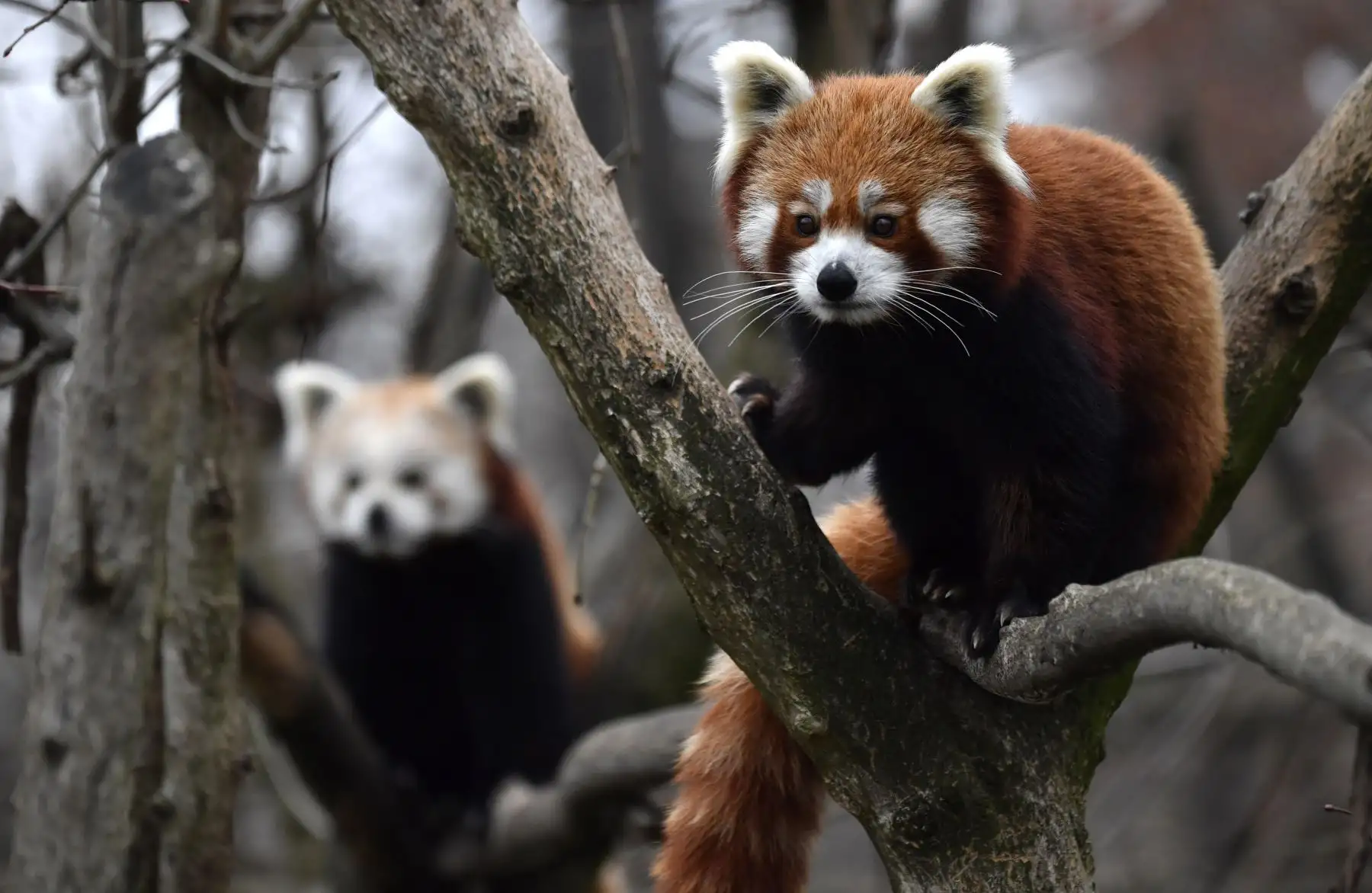 Dos pandas rojos trepan a los árboles en su recinto en el zoológico Tierpark de Berlín. El panda rojo, originario del Himalaya oriental y el sudoeste de China, se encuentra en la Lista Roja de la UICN como En Peligro de Extinción, ya que la población silvestre se estima en menos Más de 10.000 individuos maduros y continúa disminuyendo debido a la pérdida y fragmentación del hábitat, la caza furtiva y la depresión por endogamia. AFP