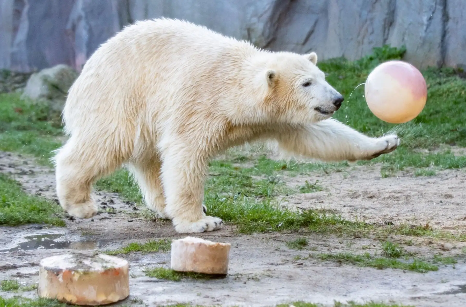 El oso polar "Nanook" juega con una pelota durante su primer cumpleaños  en el zoológico de Gelsenkirchen, en el oeste de Alemania. AFP