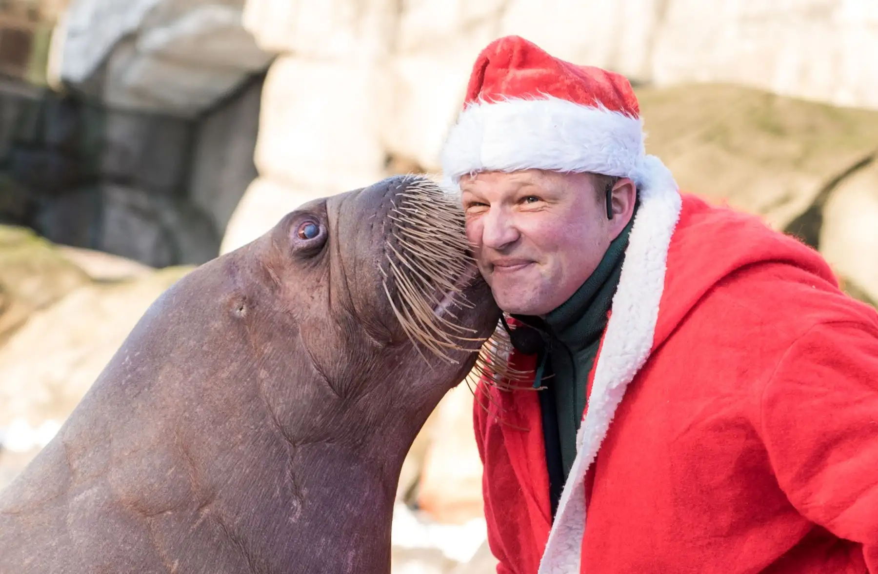 El cuidador de animales Dirk Stutzki vestido como Papá Noel es "besado" por una morsa en el zoológico Hagenbecks Tierpark en Hamburgo, norte de Alemania. AFP