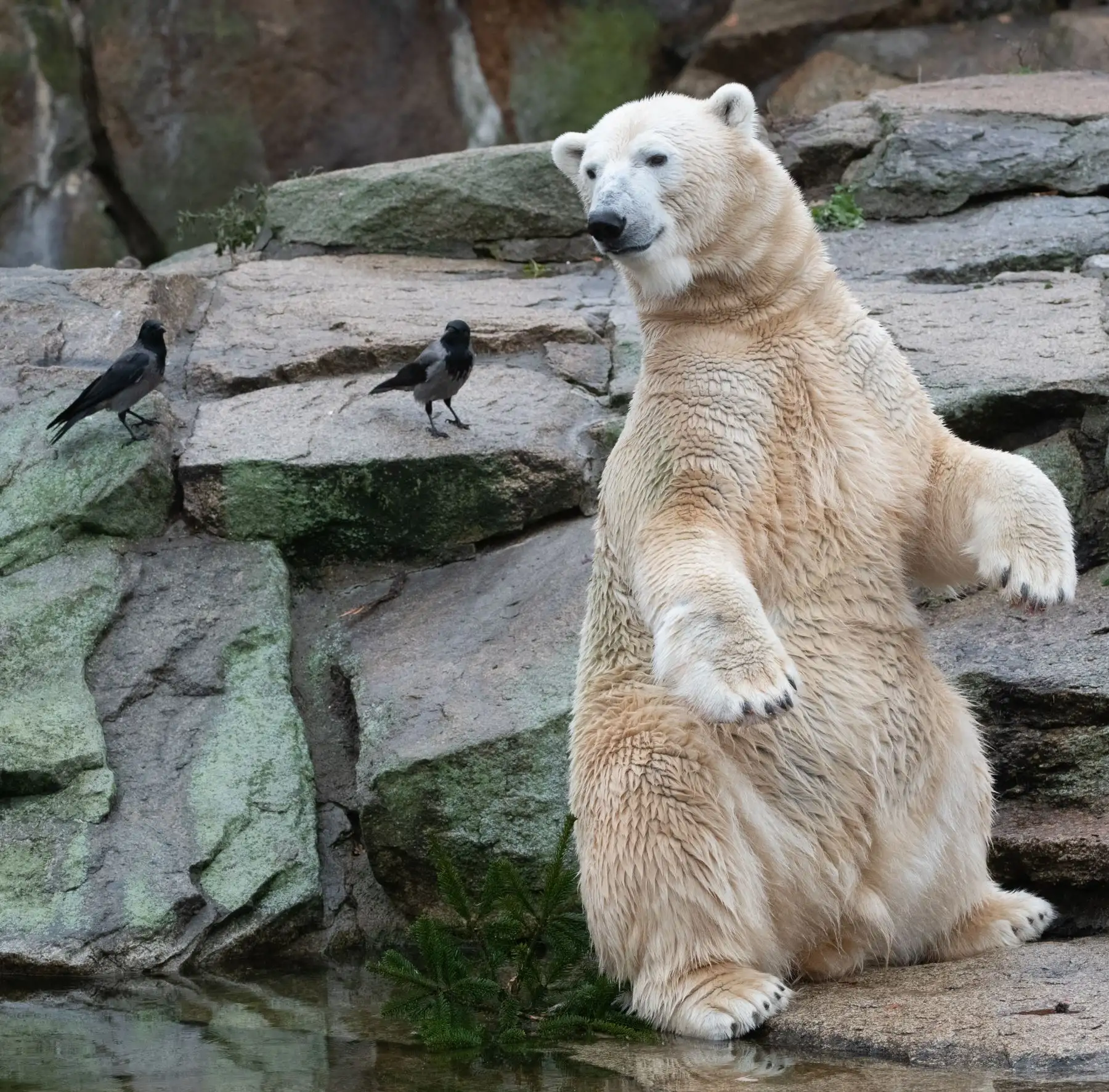 El oso polar Wolodja mira a dos cuervos encapuchados en el zoológico Zoologischer Garten en Berlín. AFP