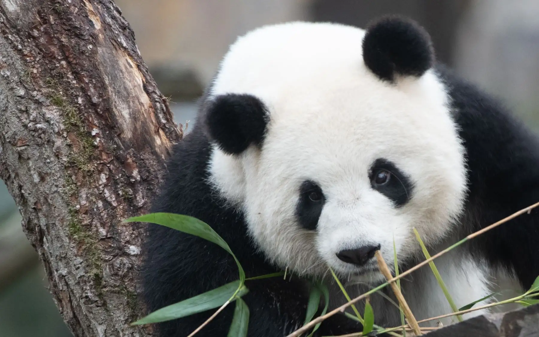 El panda Meng Meng observa a los visitantes en el zoológico Zoologischer Garten en Berlín. AFP