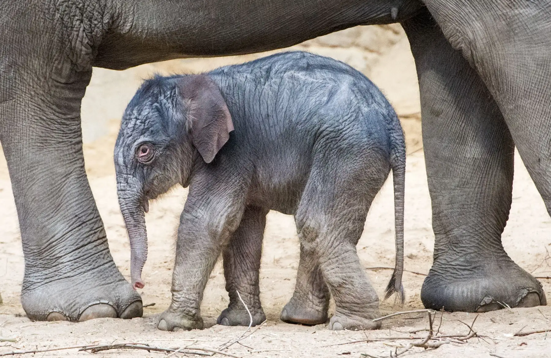 Bebé elefante en un recinto en el zoológico Hagenbecks Tierpark en Hamburgo, norte de Alemania. AFP