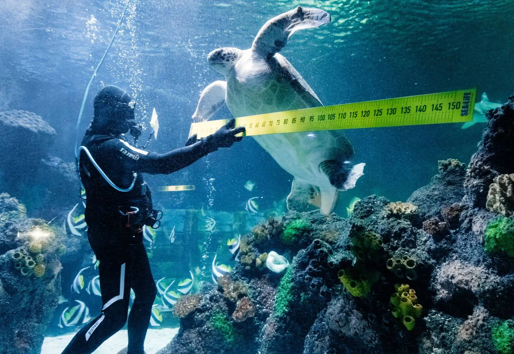 El buzo Oliver Volz mide la tortuga marina "Speedy" durante una toma anual en el acuario de SeaLife en Timmendorfer Strand, en el norte de Alemania. AFP