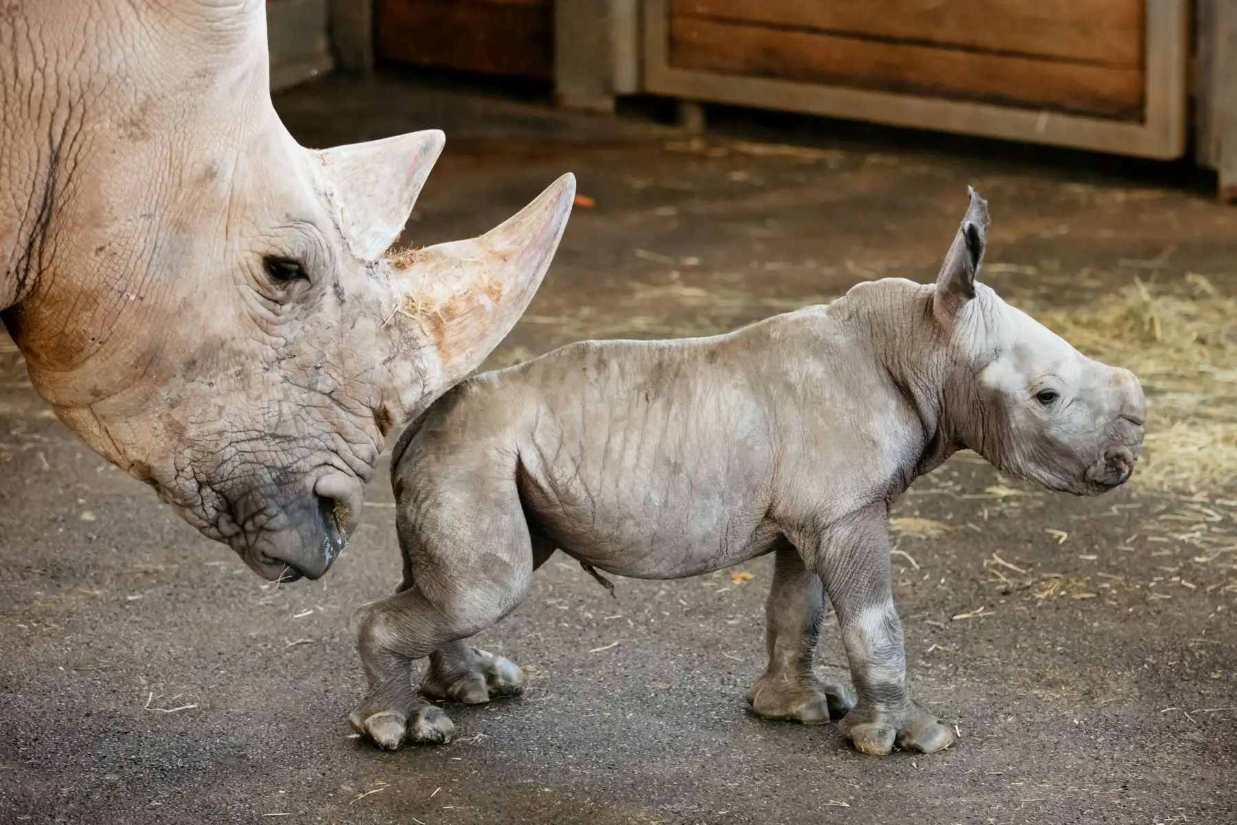 La madre de rinoceronte Marcita le da un codazo a su bebé en su recinto en el zoológico de Erfurt, en el este de Alemania.  El bebé rinoceronte nació en el zoológico. AFP