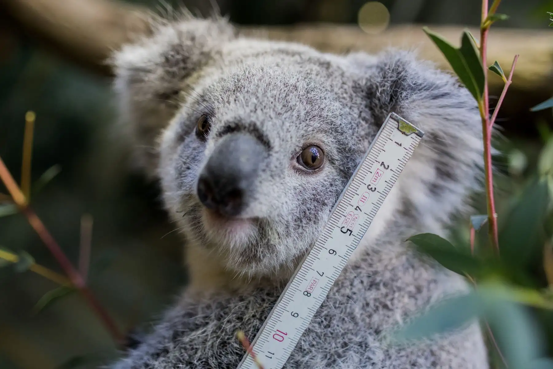 Un koala joven se mide durante el inventario anual en el zoológico de Duisburg, en el oeste de Alemania. AFP