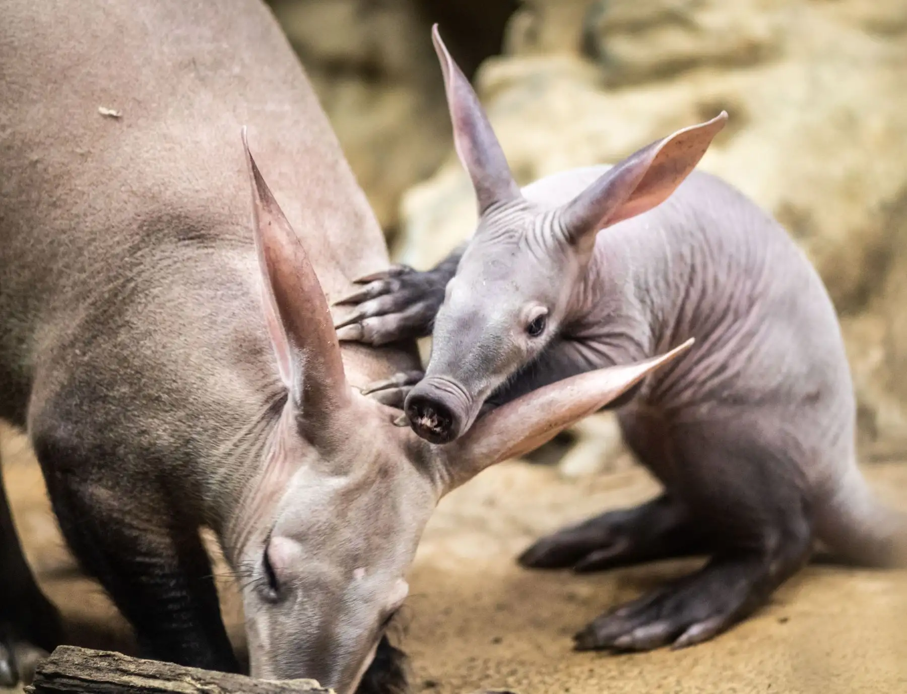 El joven aardvark "Memphis" se sube a su madre durante una de sus primeras salidas en su recinto en el departamento de animales nocturnos Grzimekhaus del zoológico de Frankfurt am Main, en el oeste de Alemania. AFP