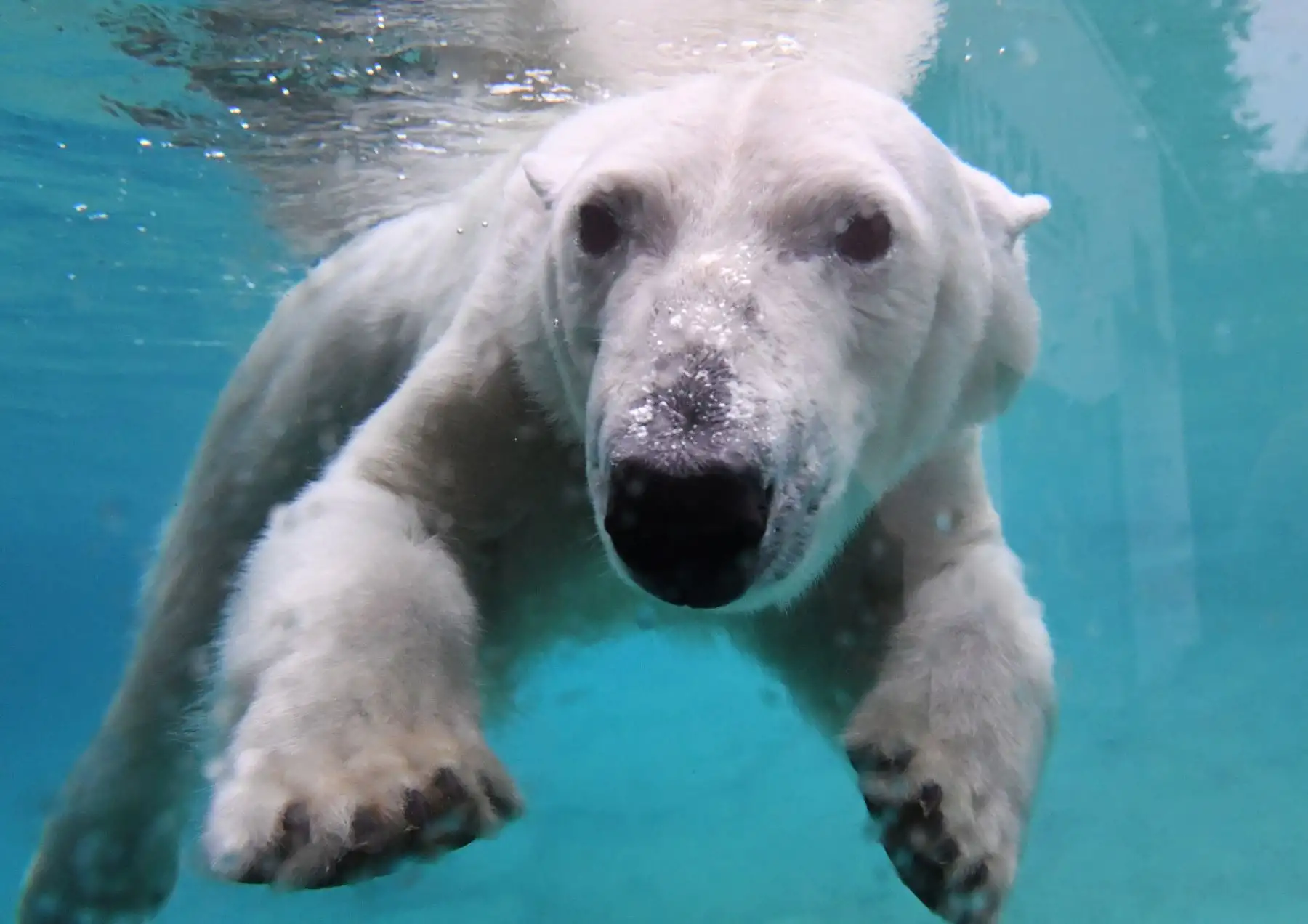 El oso polar Noria nada en su piscina de la nueva sección "Polarium" en el zoológico de Rostock, en el noreste de Alemania.. AFP