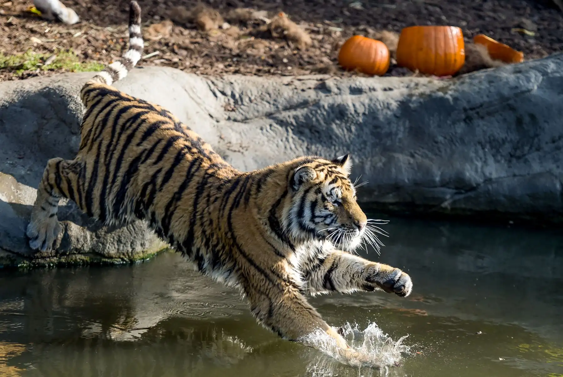 Un tigre siberiano salta en su piscina para alcanzar una calabaza rellena de carne en el zoológico Tierpark Hagenbeck en Hamburgo, en el norte de Alemania. AFP