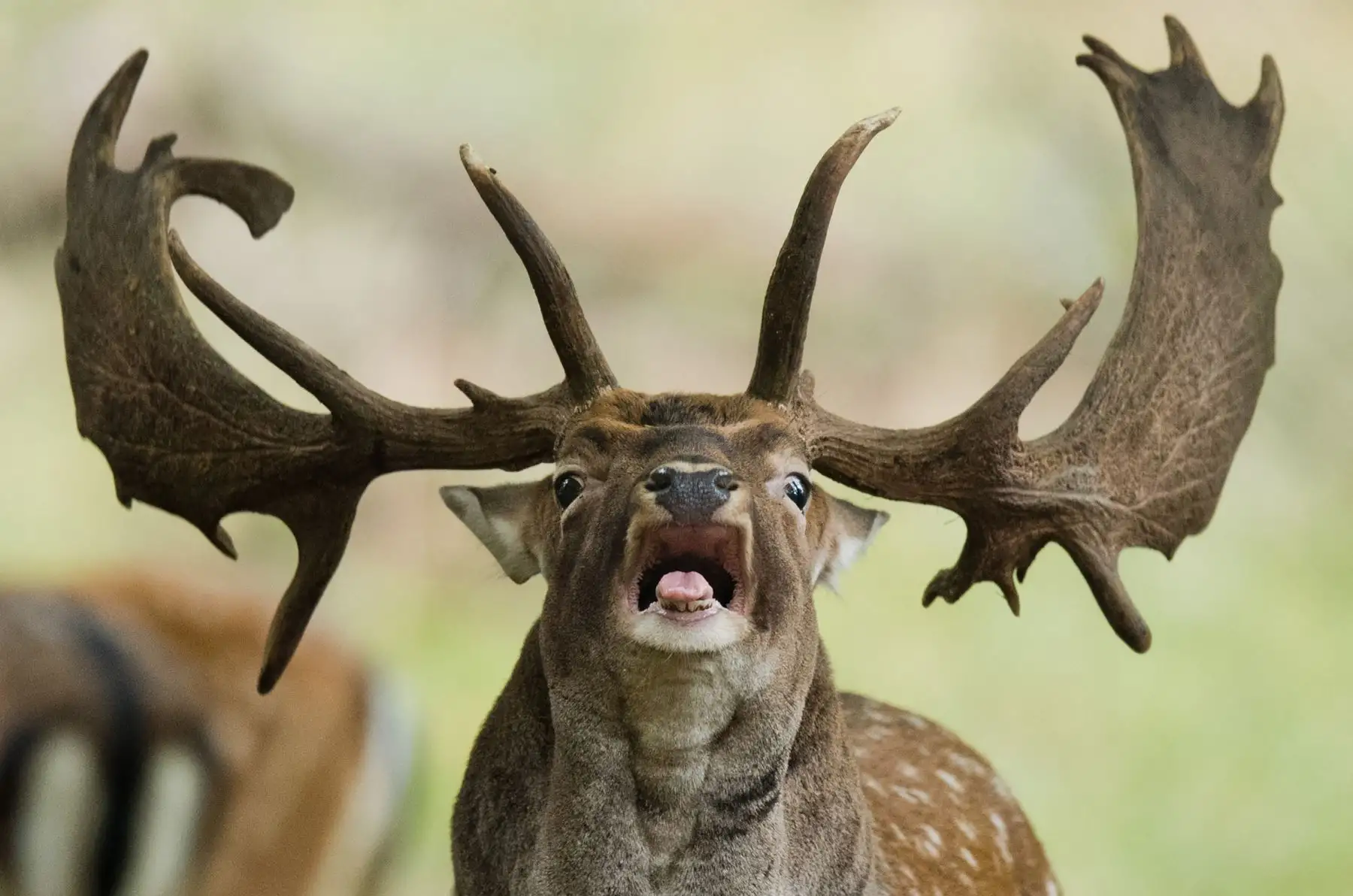 Un ciervo en barbecho ruge durante la temporada de celo en el jardín zoológico de Hannover, norte de Alemania. AFP