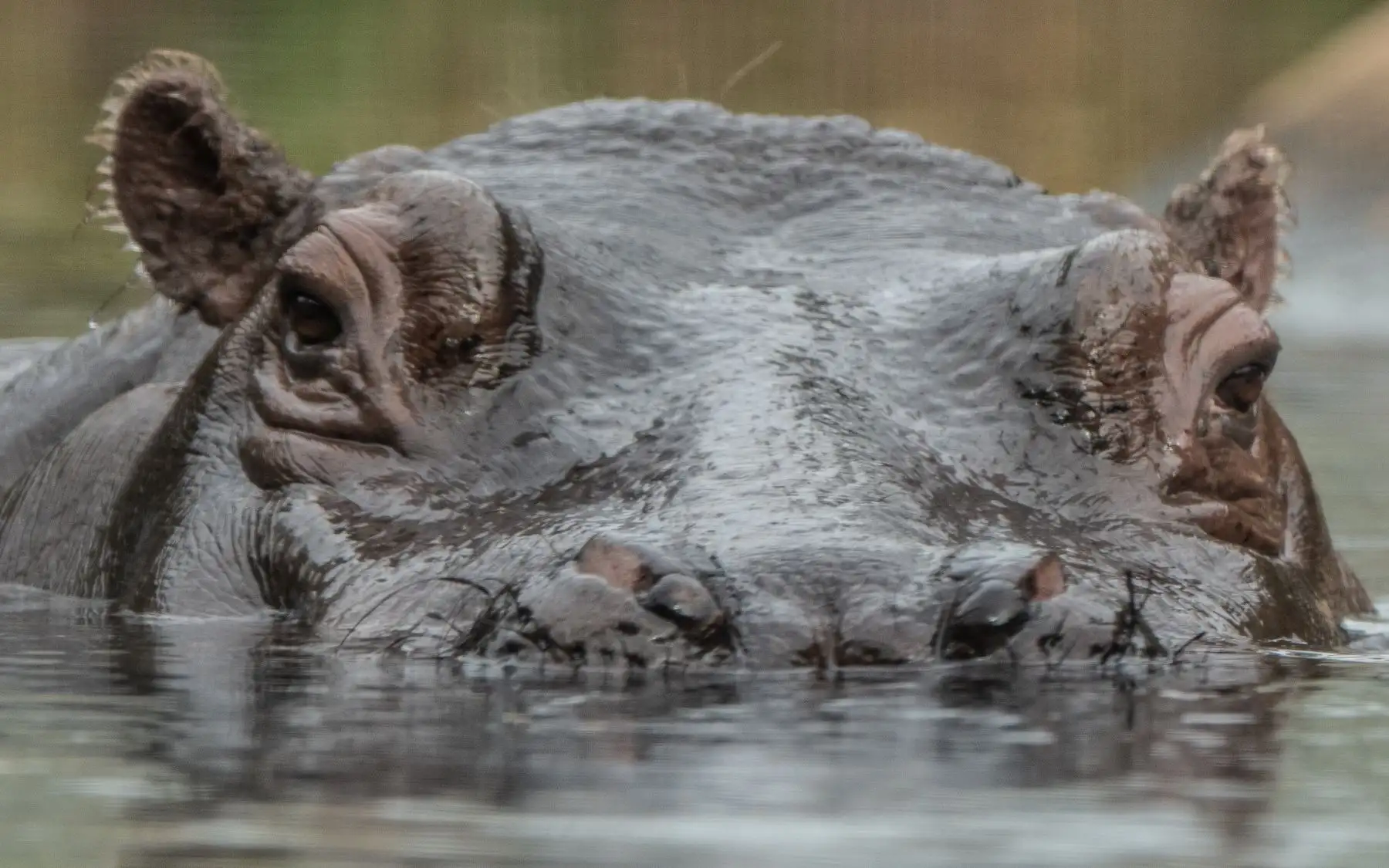 Un hipopótamo se ve fuera de su piscina en el zoológico de Berlín. AFP