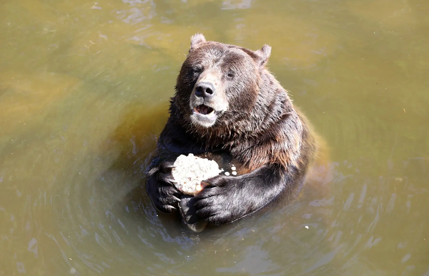 El oso pardo Fred disfruta de una torta de hielo mientras toma un baño en el parque de vida silvestre en Guestrow, en el noreste de Alemania. AFP