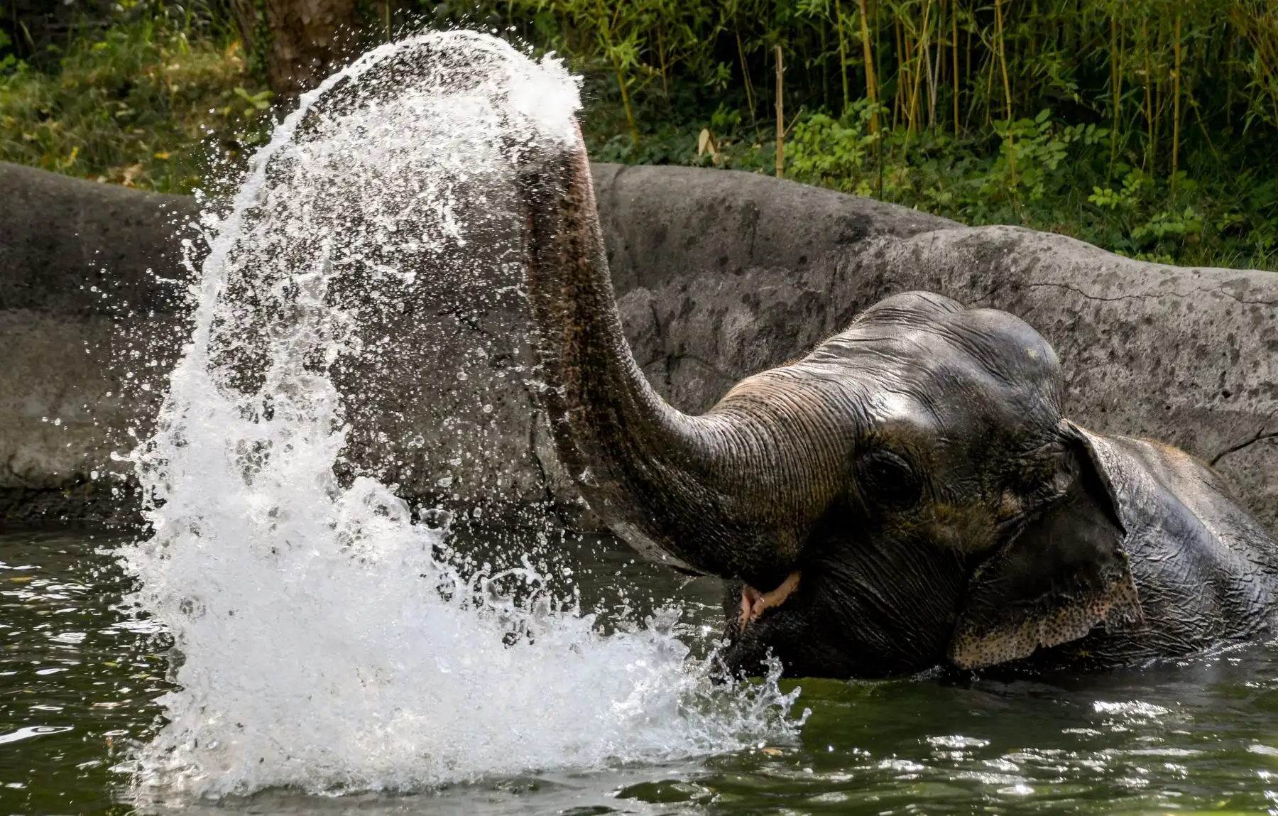 Un elefante juega en su piscina en el zoológico Tierpark Hagenbeck en Hamburgo, norte de Alemania. AFP