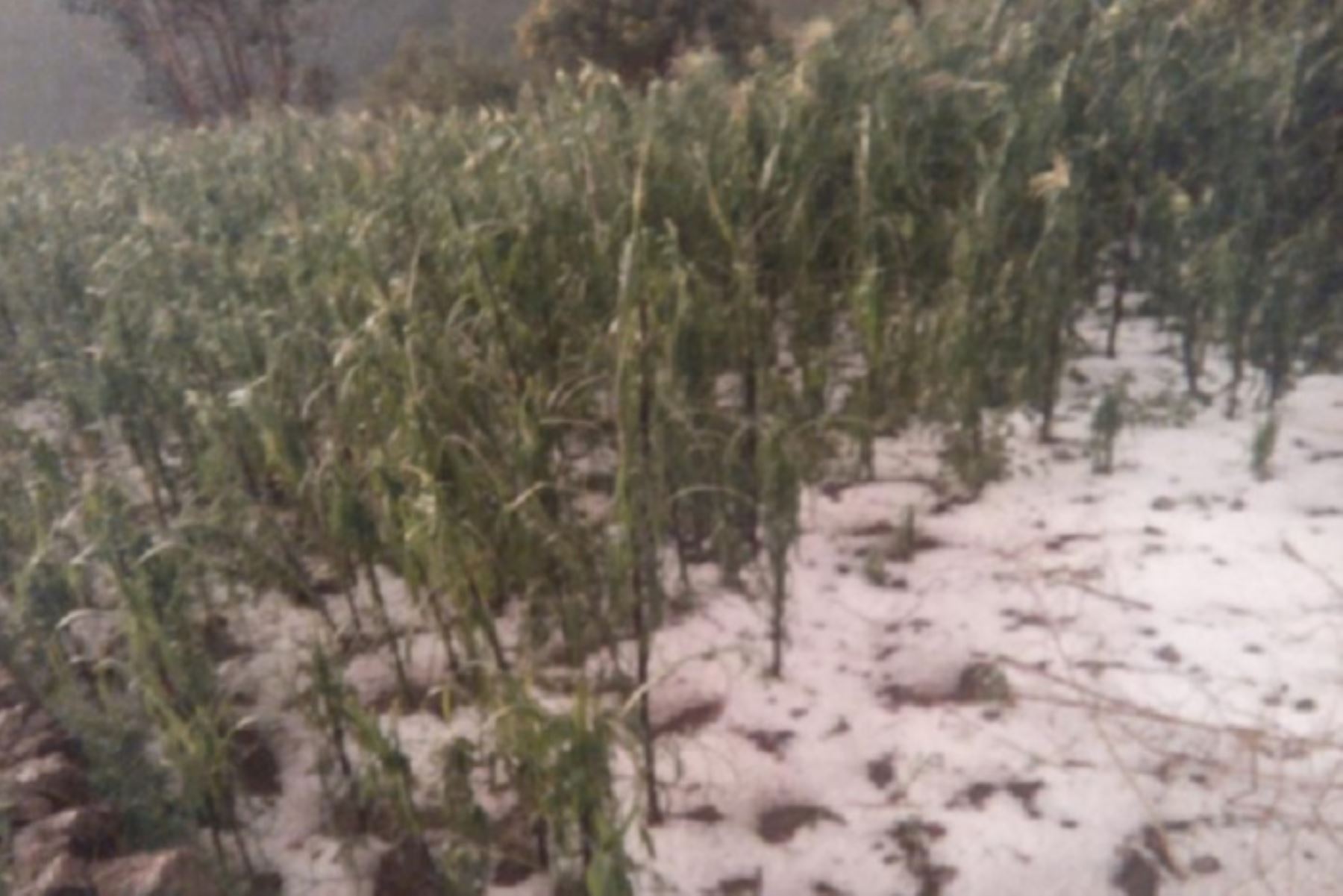 Al menos 20 hectáreas de cultivos resultaron dañadas a consecuencia del granizo que cayó en el distrito de Uranmarca, provincia de Chincheros, región Apurímac, informó el Instituto Nacional de Defensa Civil (Indeci).