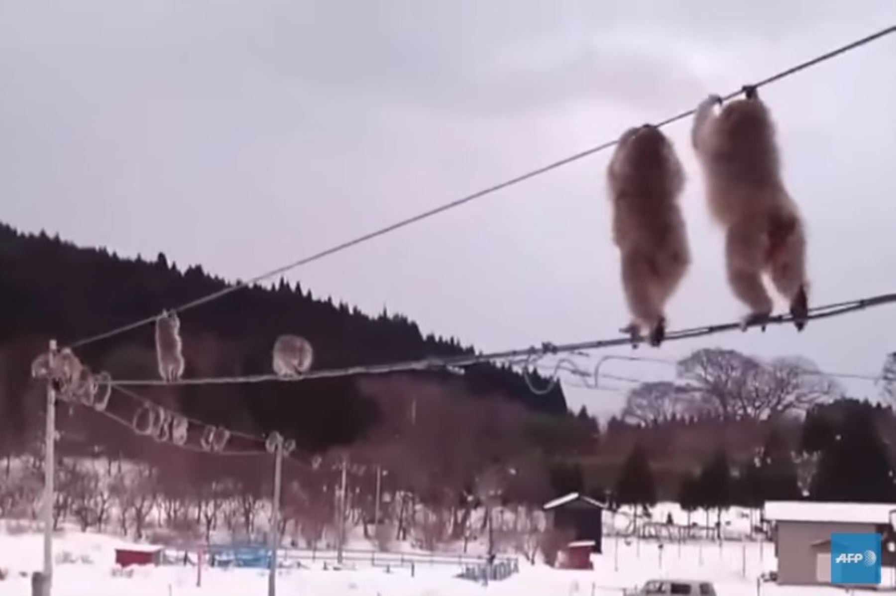 El video de los monos que caminan a lo largo de cables eléctricos en Japón se ha vuelto viral Foto: AFP TV