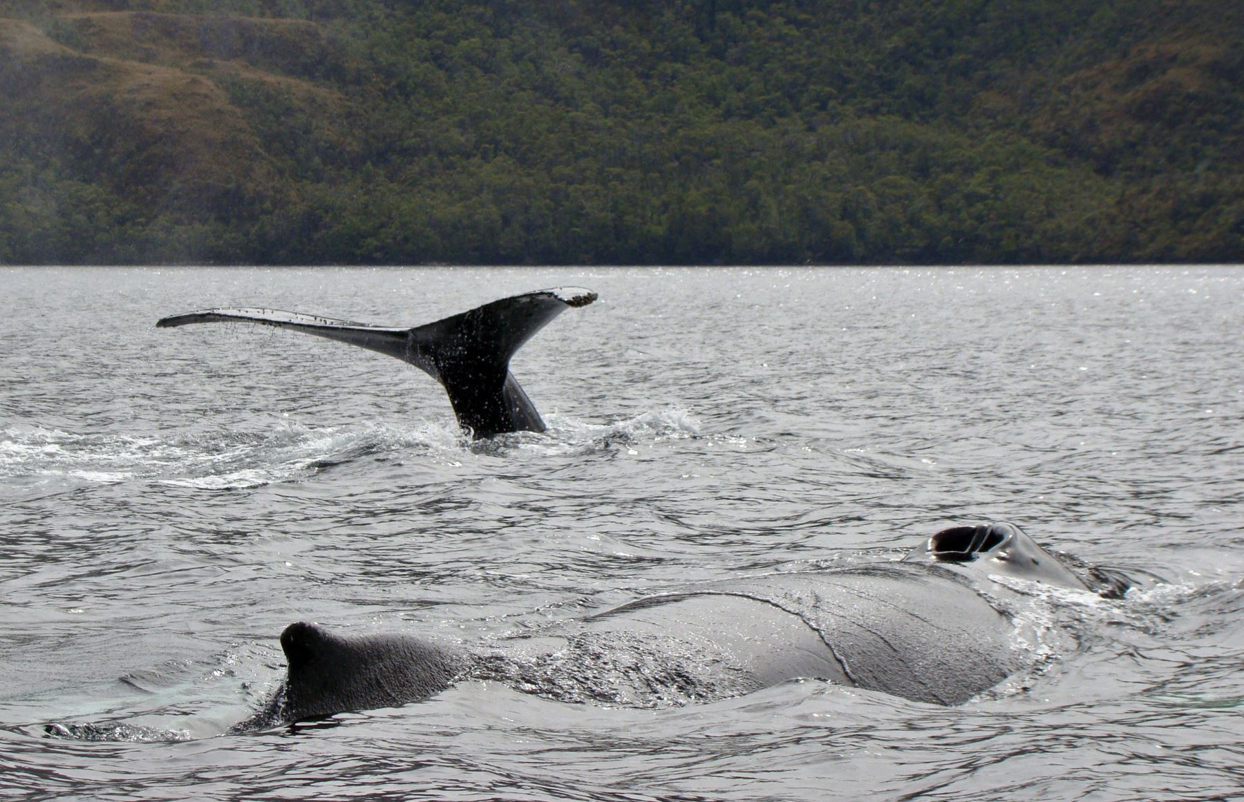 Las ballenas jorobadas se sumergen en las aguas del fiordo Seno Ballena en la isla de Santa Inés en Punta Arenas, región de Magallanes, sur de Chile Foto: AFP