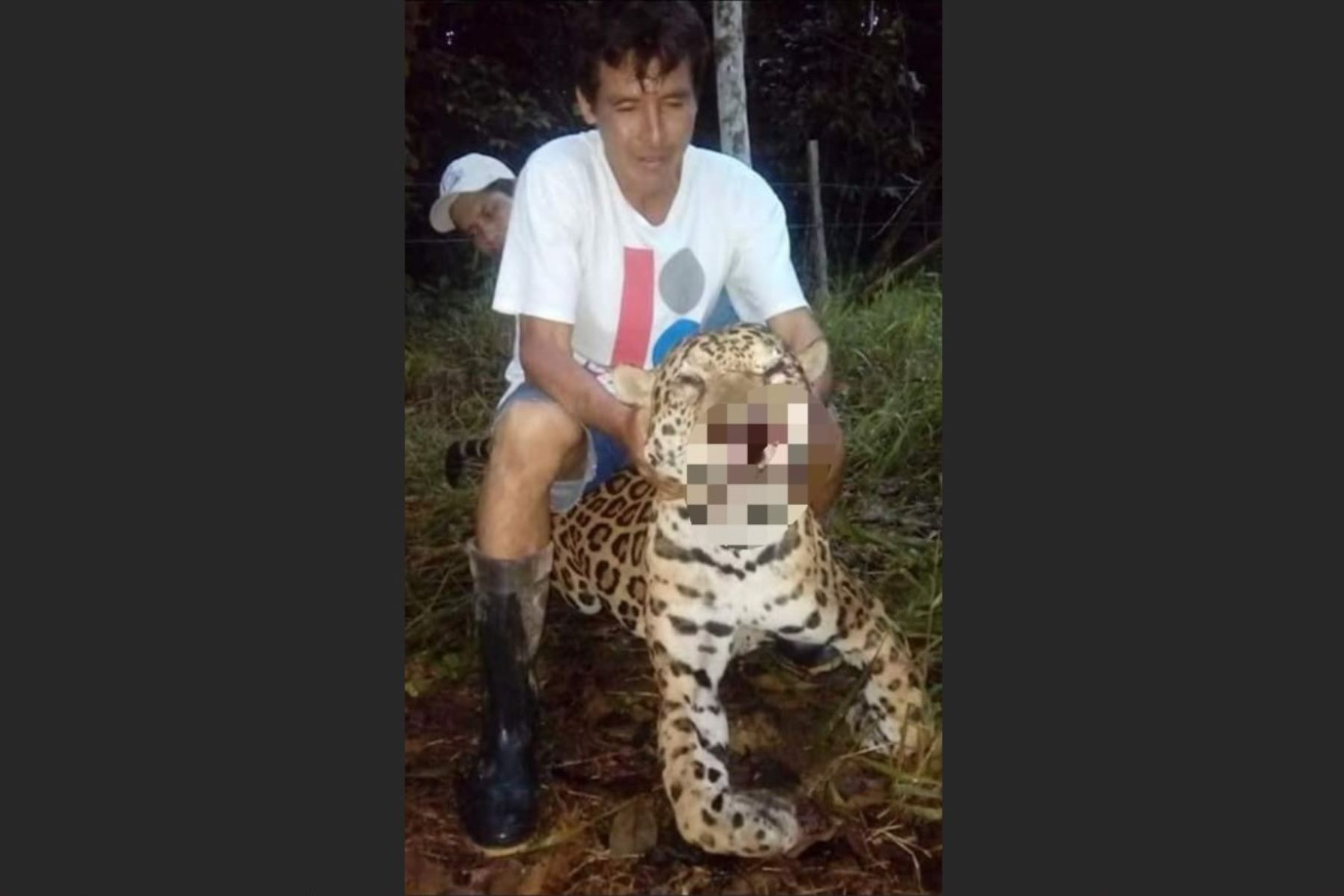 Serfor lamenta muerte de jaguar en Yurimaguas y pide preservar especies silvestres. Foto: Chachapoyas Noticias/Facebook