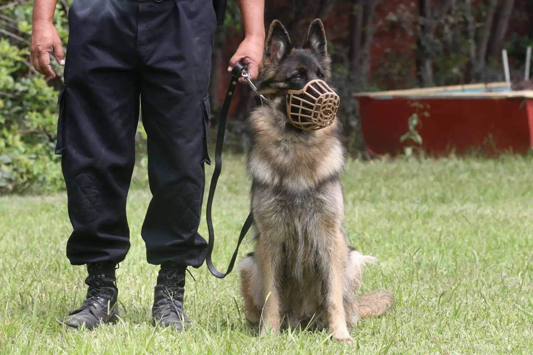 Entrenamiento de Perros en la unidad de Policía Canina.Foto: ANDINA/Vidal Tarqui