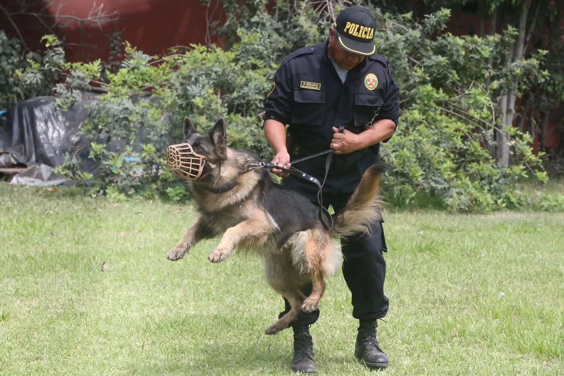 Entrenamiento de Perros en la unidad de Policía Canina.Foto: ANDINA/Vidal Tarqui