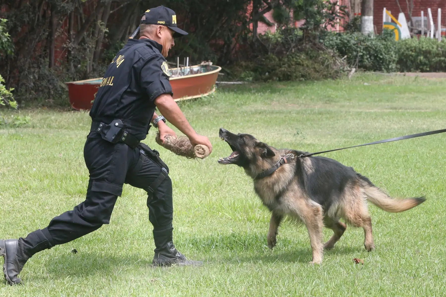Entrenamiento de Perros en la unidad de Policía Canina.Foto: ANDINA/Vidal Tarqui