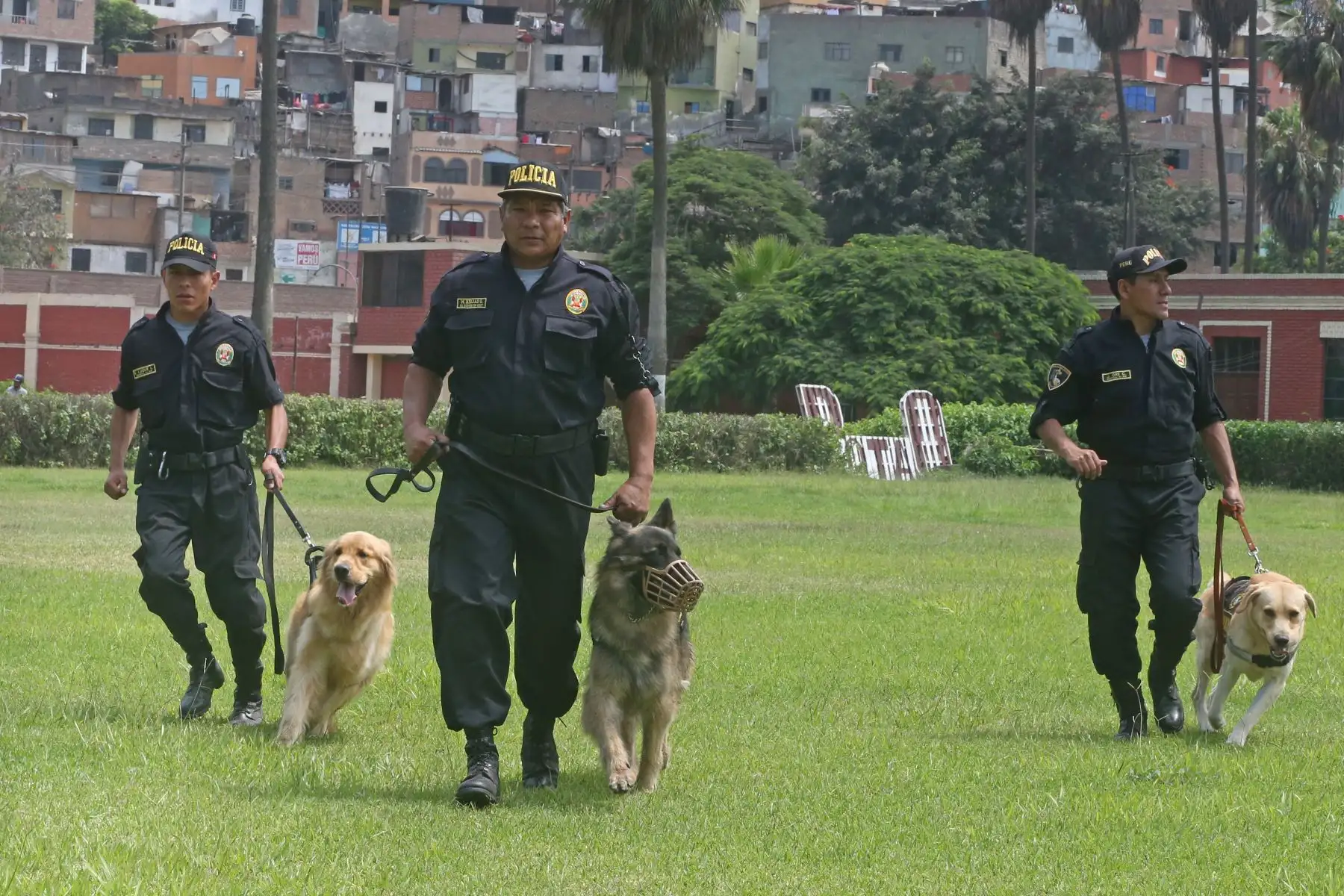 Entrenamiento de Perros en la unidad de Policía Canina.Foto: ANDINA/Vidal Tarqui