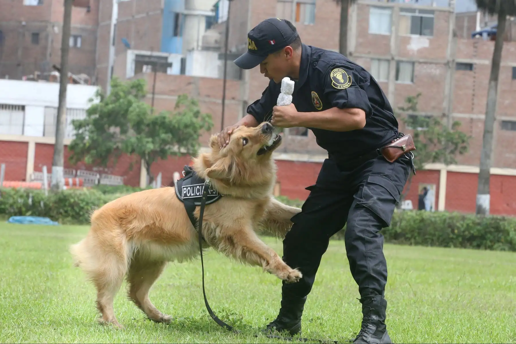 Entrenamiento de Perros en la unidad de Policía Canina.Foto: ANDINA/Vidal Tarqui