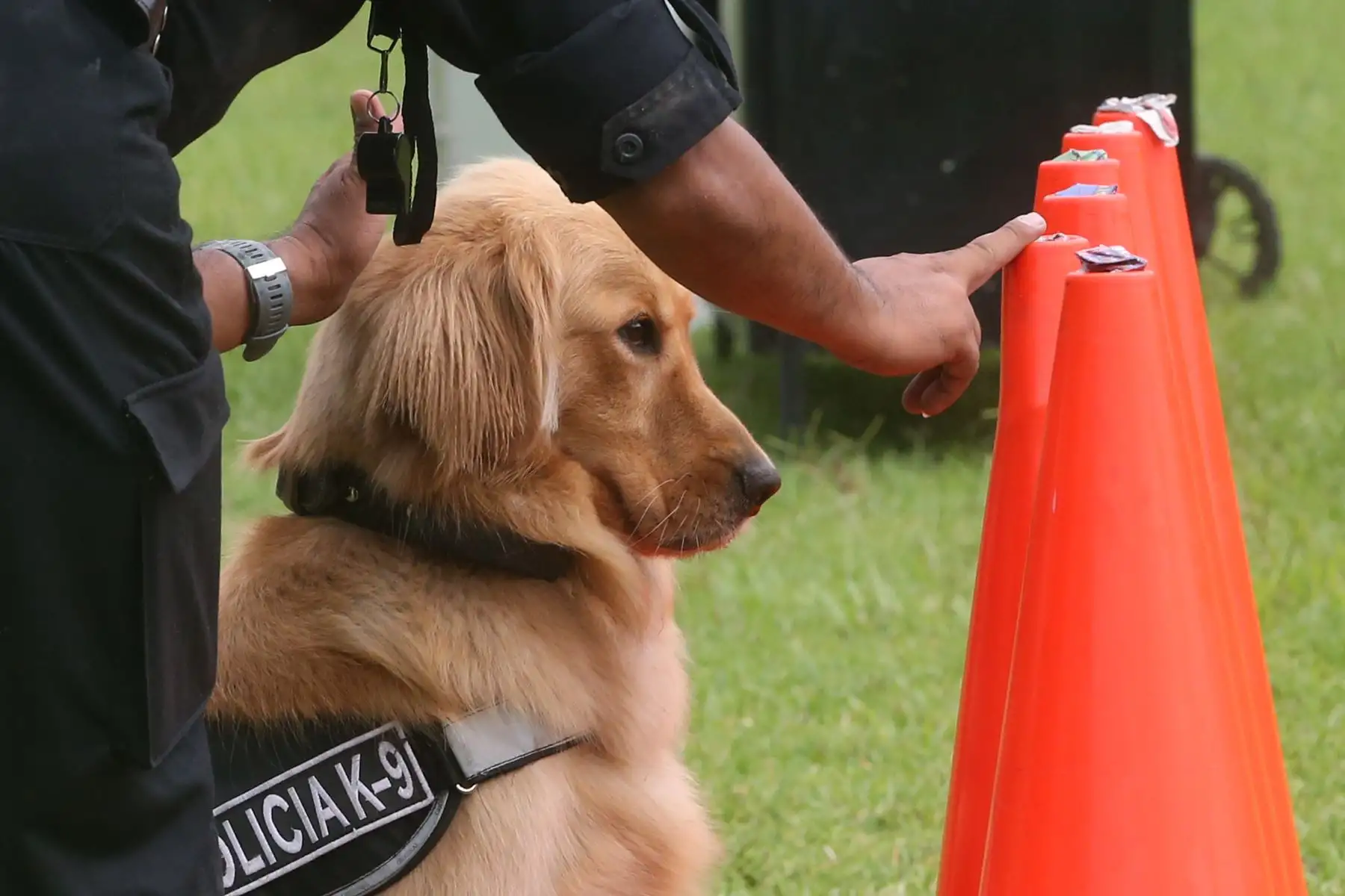 Entrenamiento de Perros en la unidad de Policía Canina.Foto: ANDINA/Vidal Tarqui