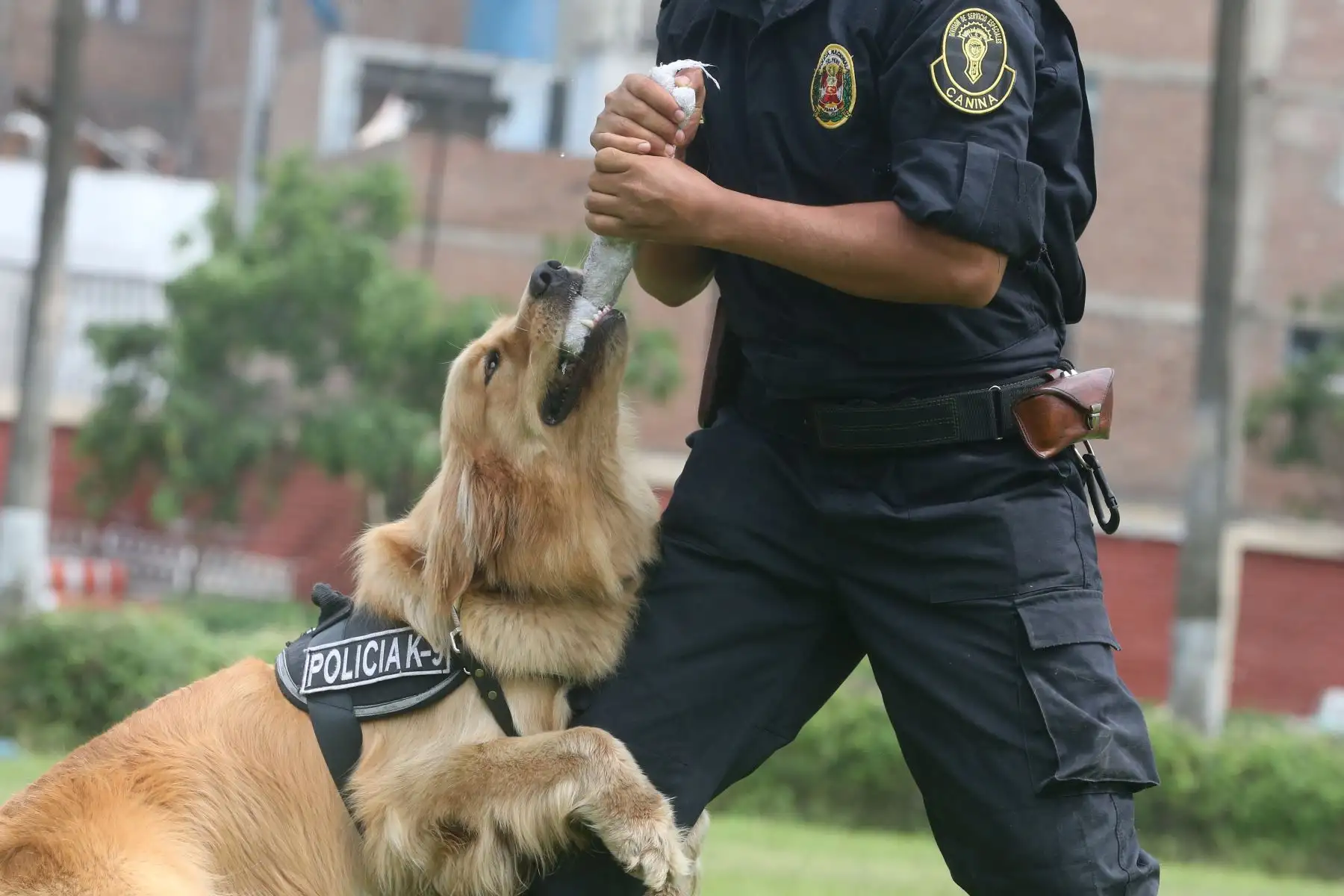 Entrenamiento de Perros en la unidad de Policía Canina.Foto: ANDINA/Vidal Tarqui