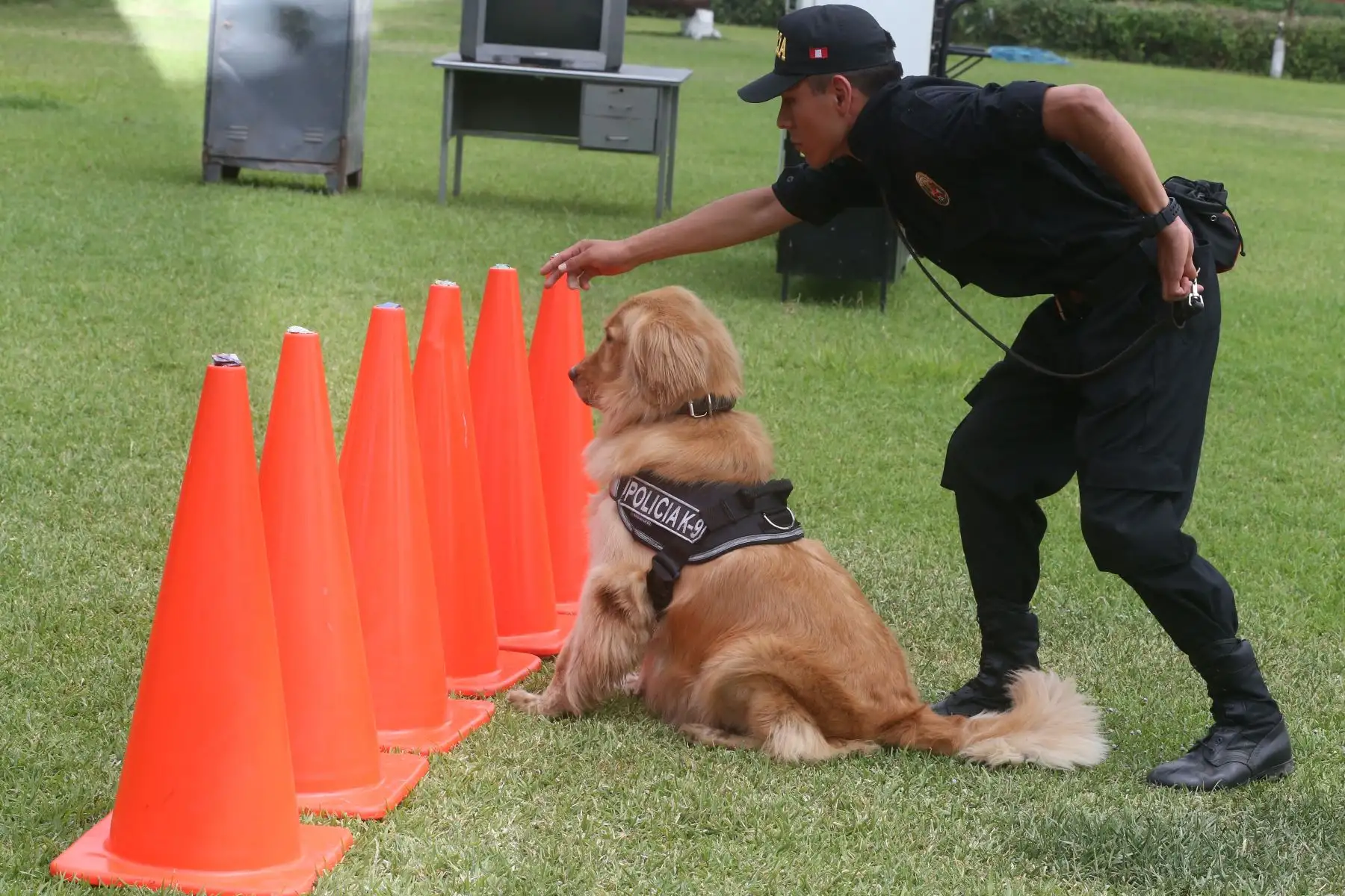 Entrenamiento de Perros en la unidad de Policía Canina.Foto: ANDINA/Vidal Tarqui