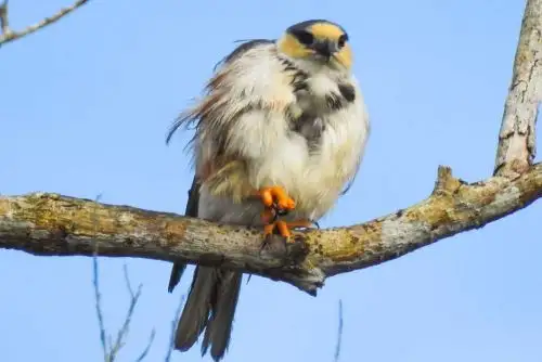 Realizan hoy maratón de observación de aves en Reserva Nacional Allpahuayo Mishana. ANDINA/Difusión