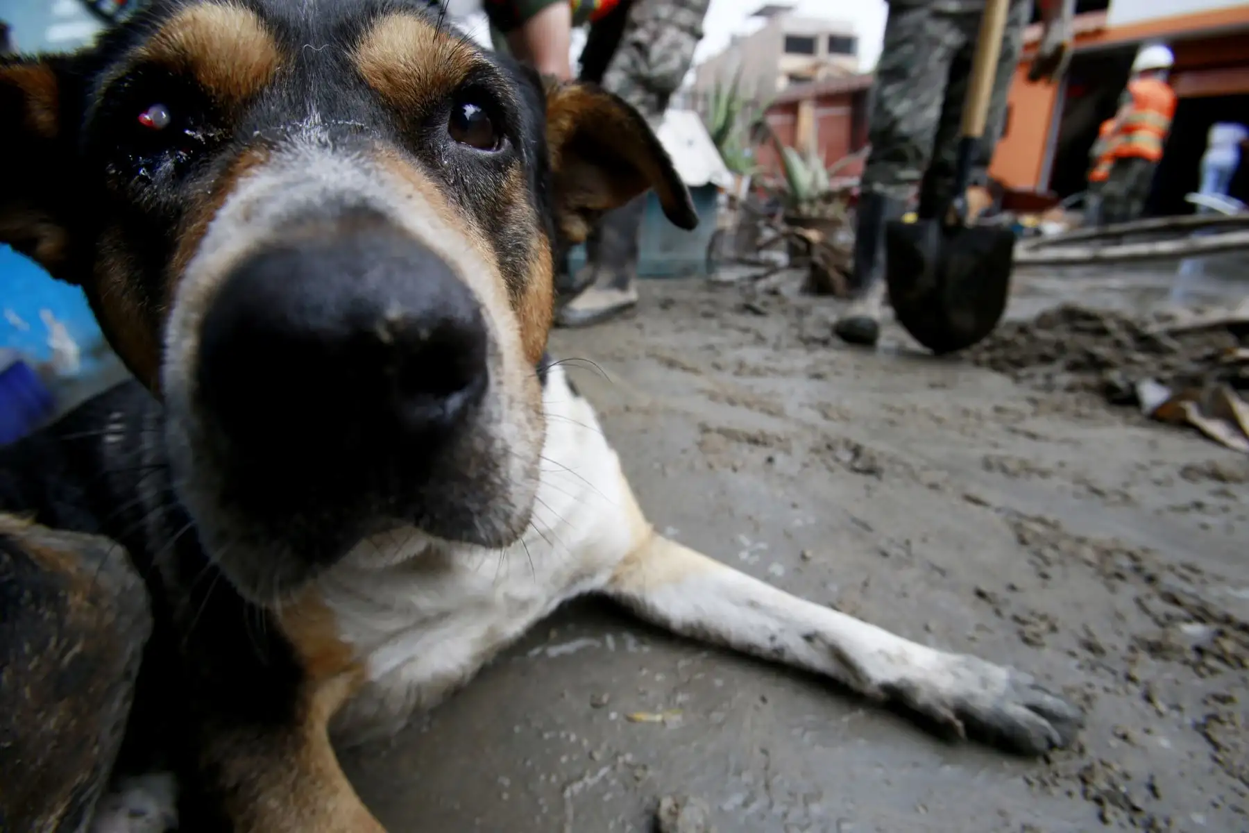 Mascota sufre daño en su ojo derecho, a causa del aniego en  San Juan de Lurigancho. Foto: ANDINA/Nathalie Sayago