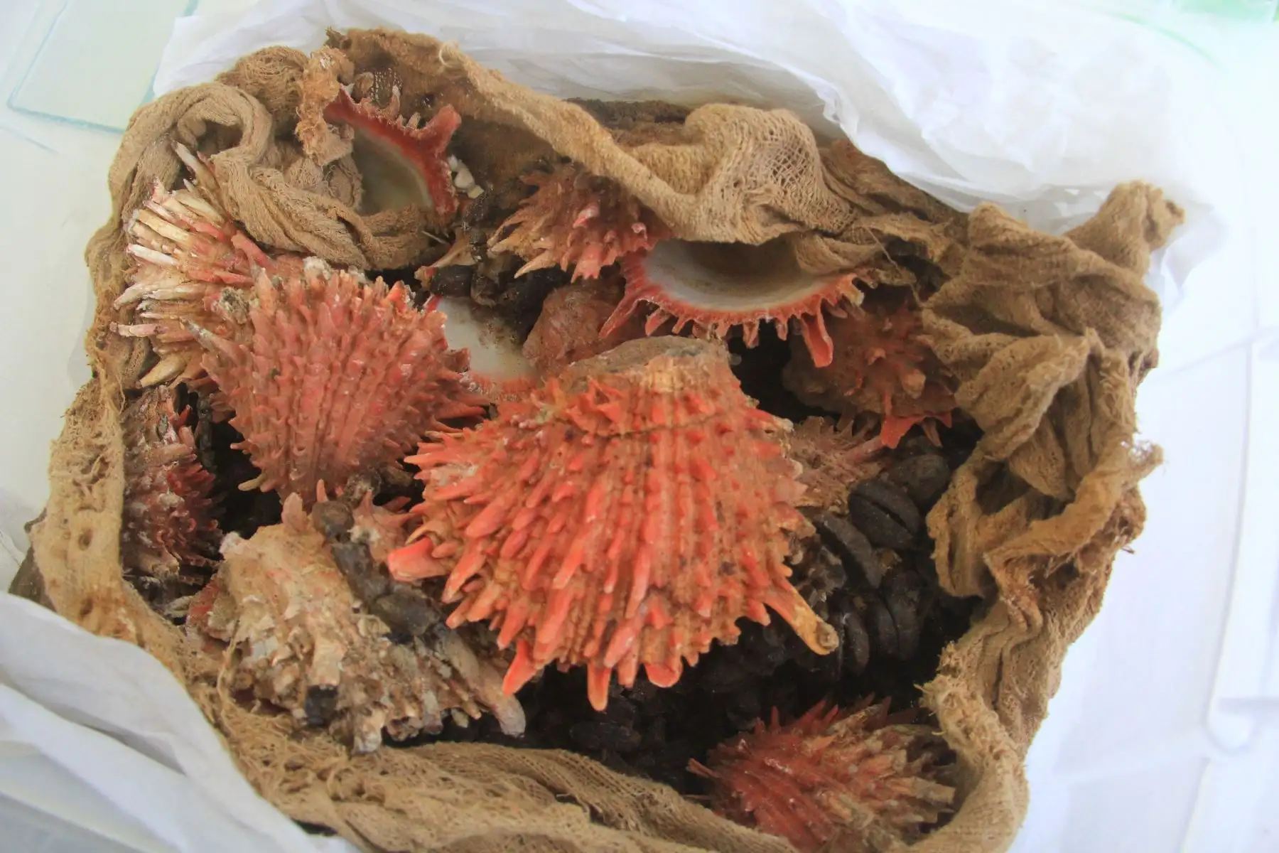 Junto a los restos óseos y textiles se hallaron otros objetos sagrados, como los Spondylus, que eran utilizados en los rituales. ANDINA/Luis Puell