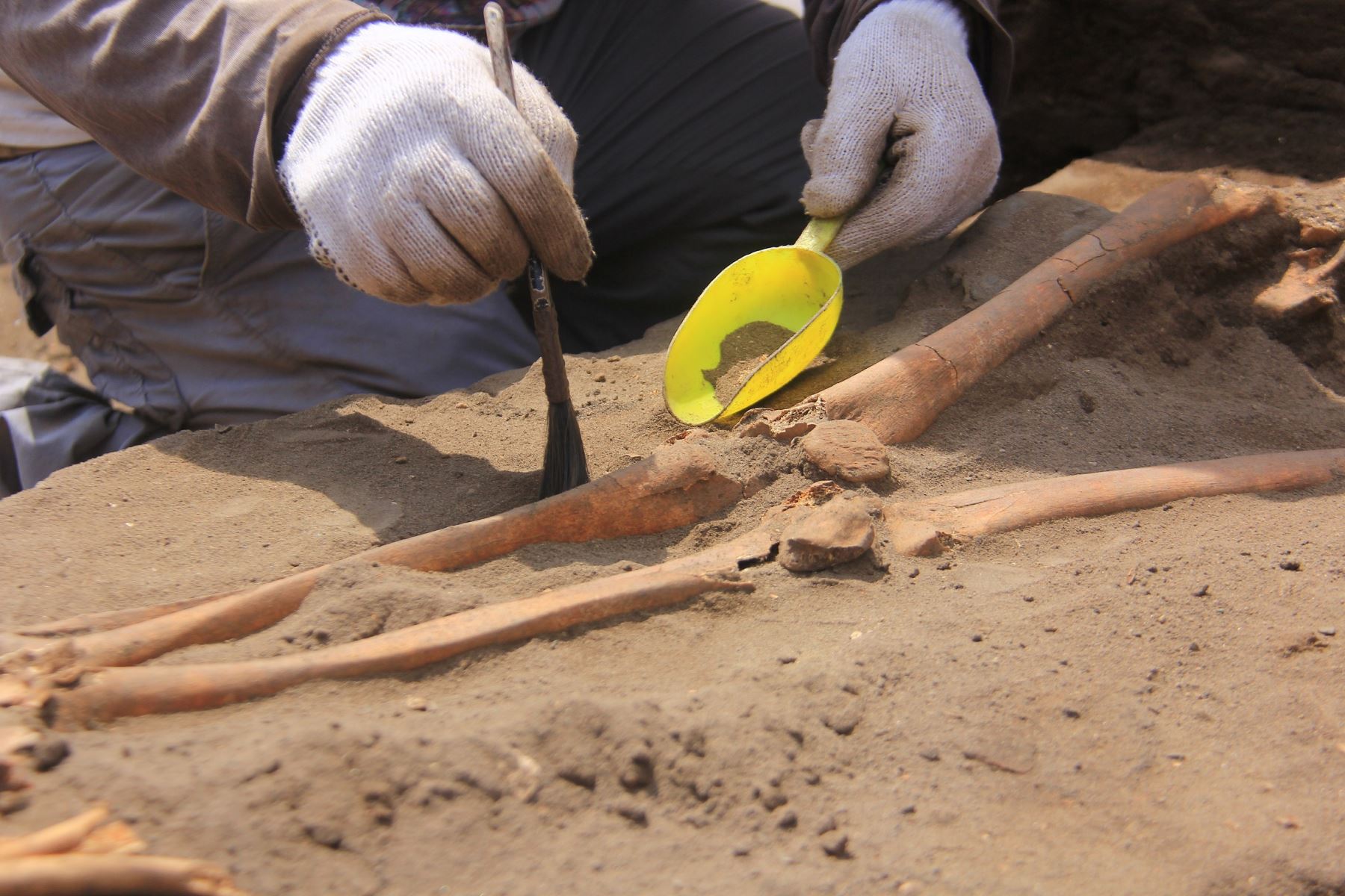 Hallazgo de restos óseos en Huanchaco figura como uno de los más importantes descubrimientos arqueológicos del mundo. ANDINA/Luis Puell