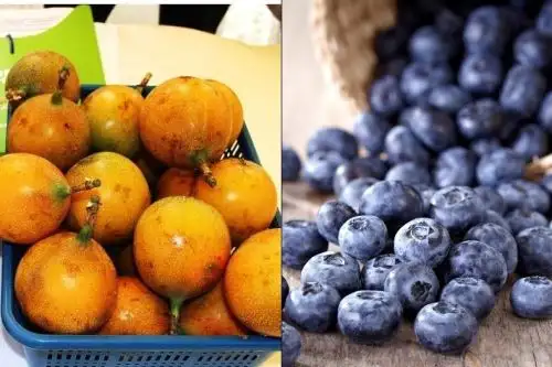Inacal establece estándares de calidad para el arándano, granadilla y sacha inchi.
