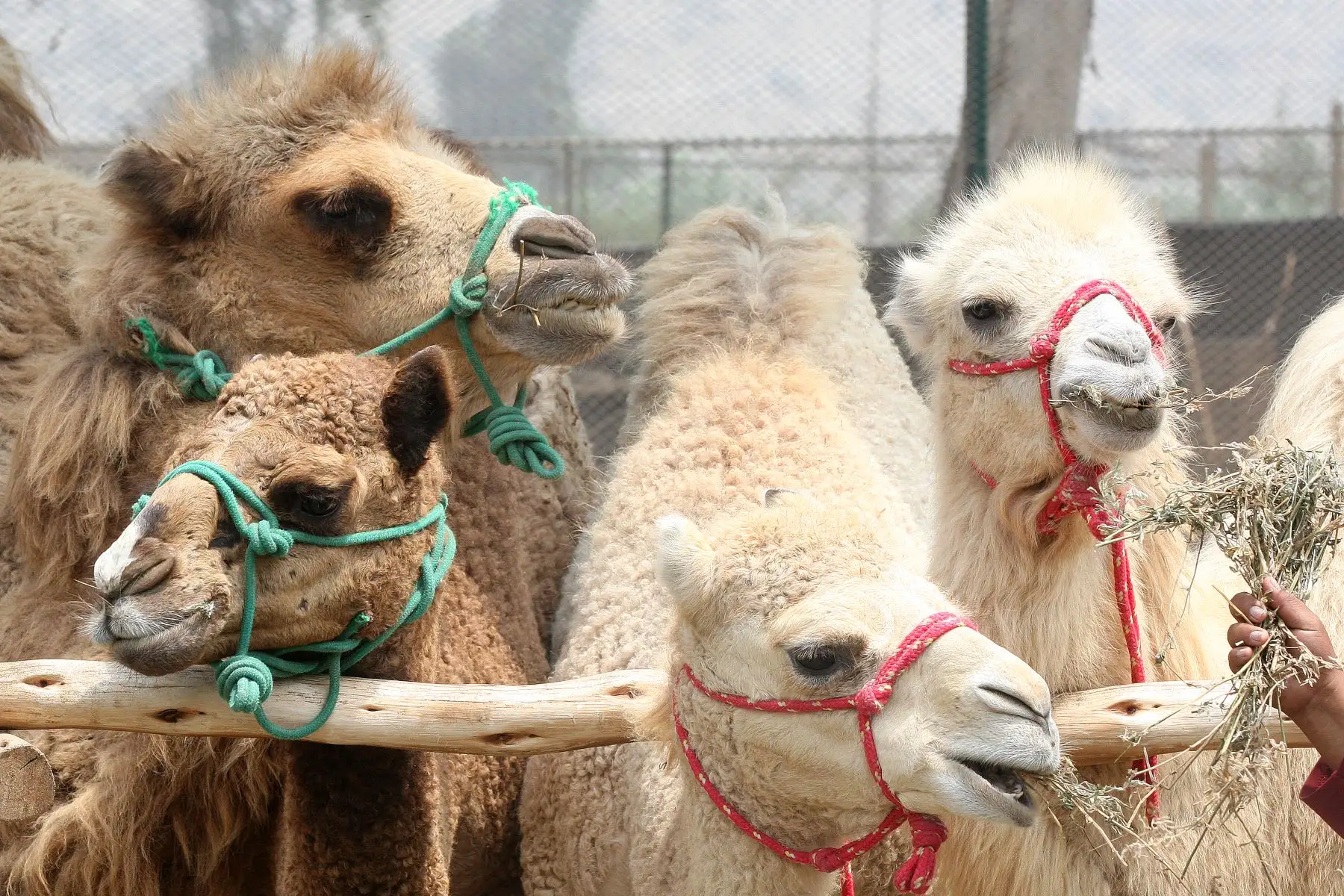 Camellos bebes son la atraccion en parque zoologico de Huachipa.Foto:ANDINA/Héctor Vinces.