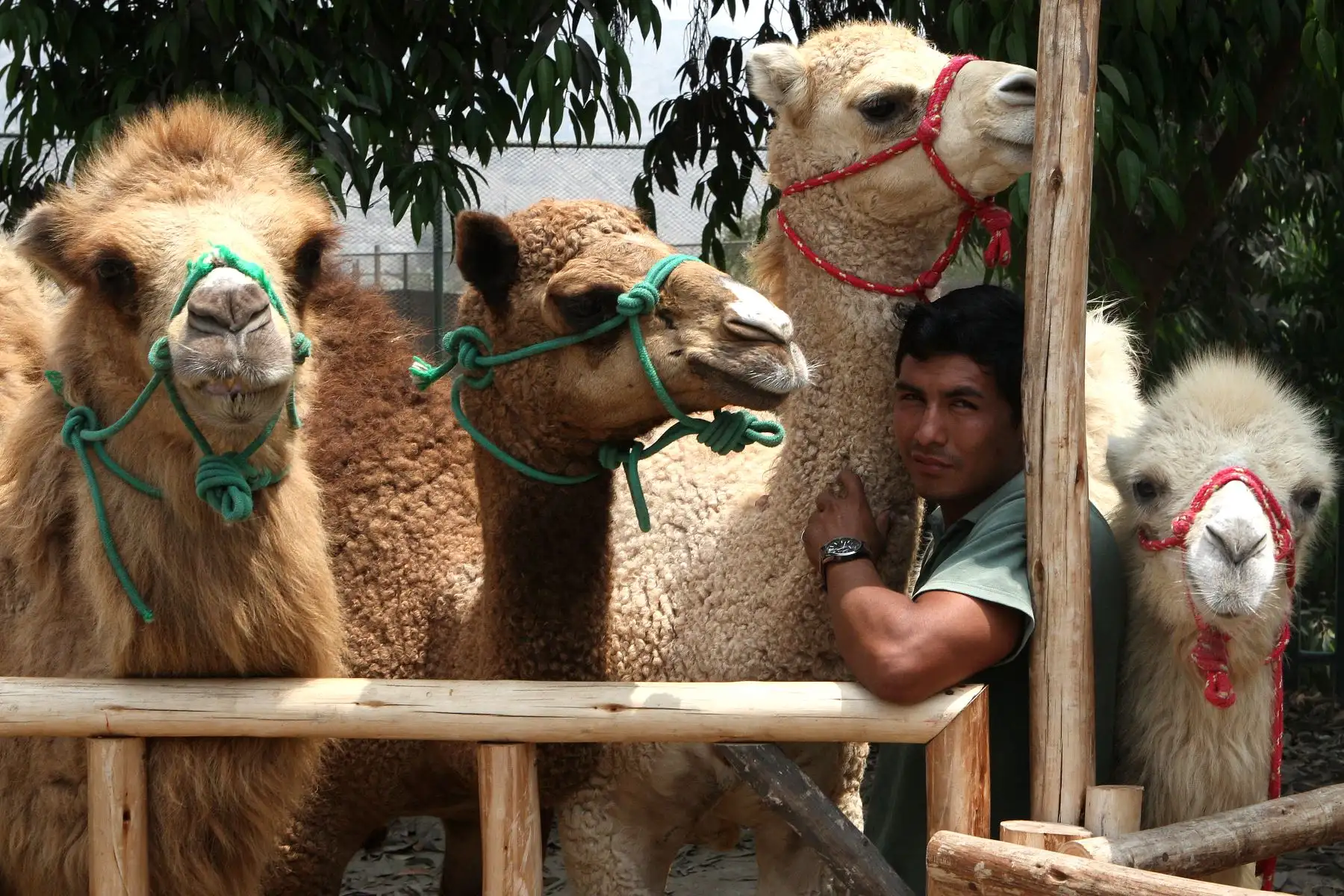 Camellos bebes son la atraccion en parque zoologico de Huachipa.Foto:ANDINA/Héctor Vinces.