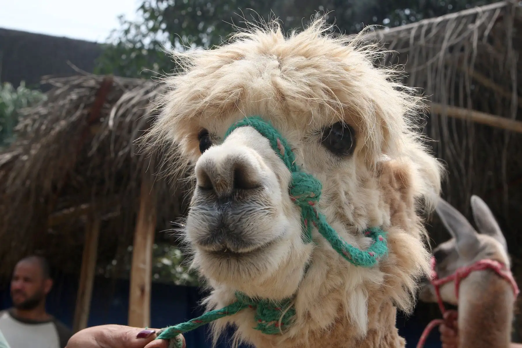 Camellos bebes son la atraccion en parque zoologico de Huachipa.Foto:ANDINA/Héctor Vinces.