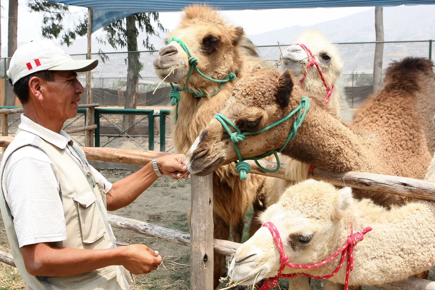 Camellos bebes son la atraccion en parque zoologico de Huachipa.Foto:ANDINA/Héctor Vinces.