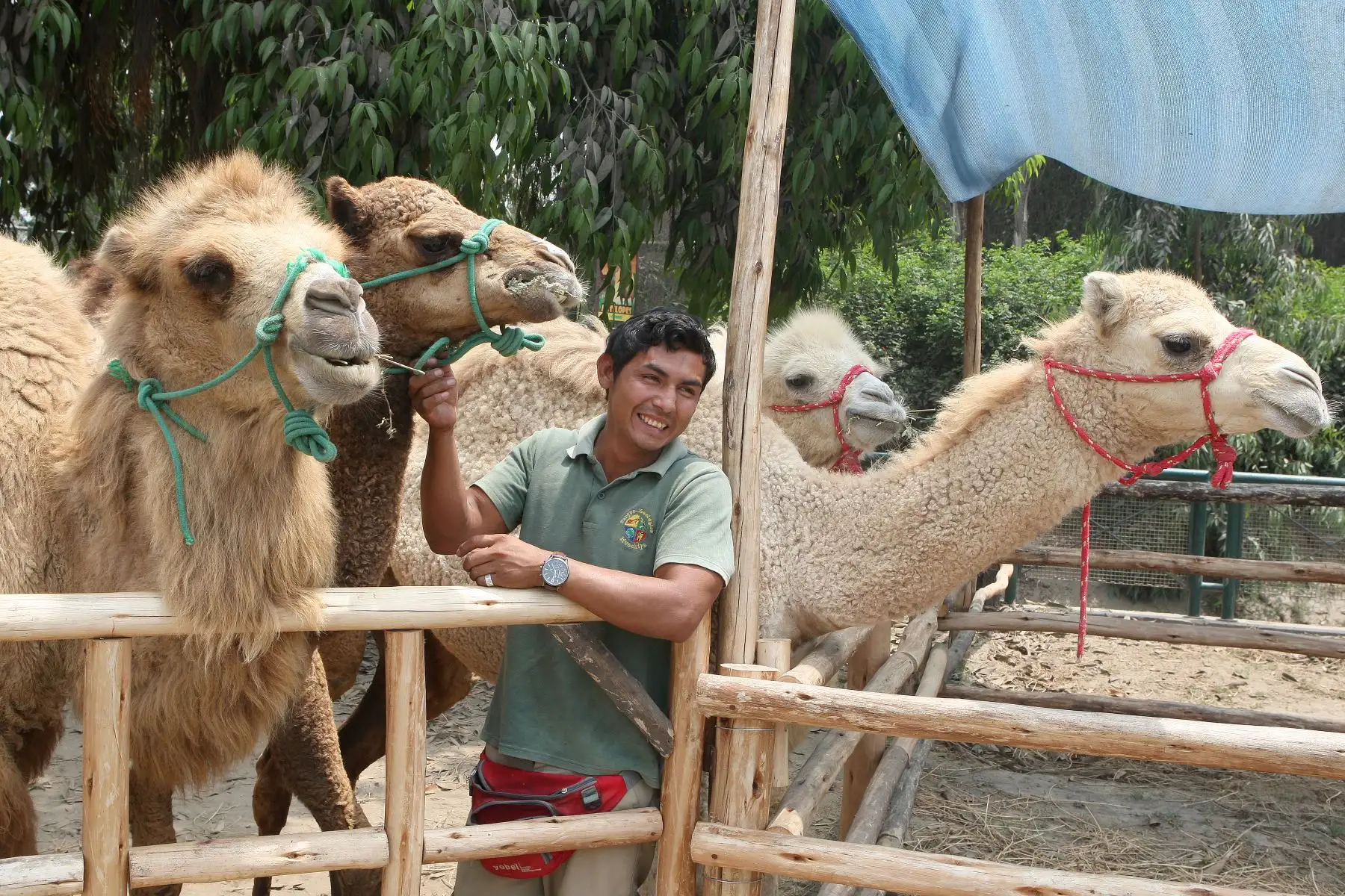 Camellos bebes son la atraccion en parque zoologico de Huachipa.Foto:ANDINA/Héctor Vinces.