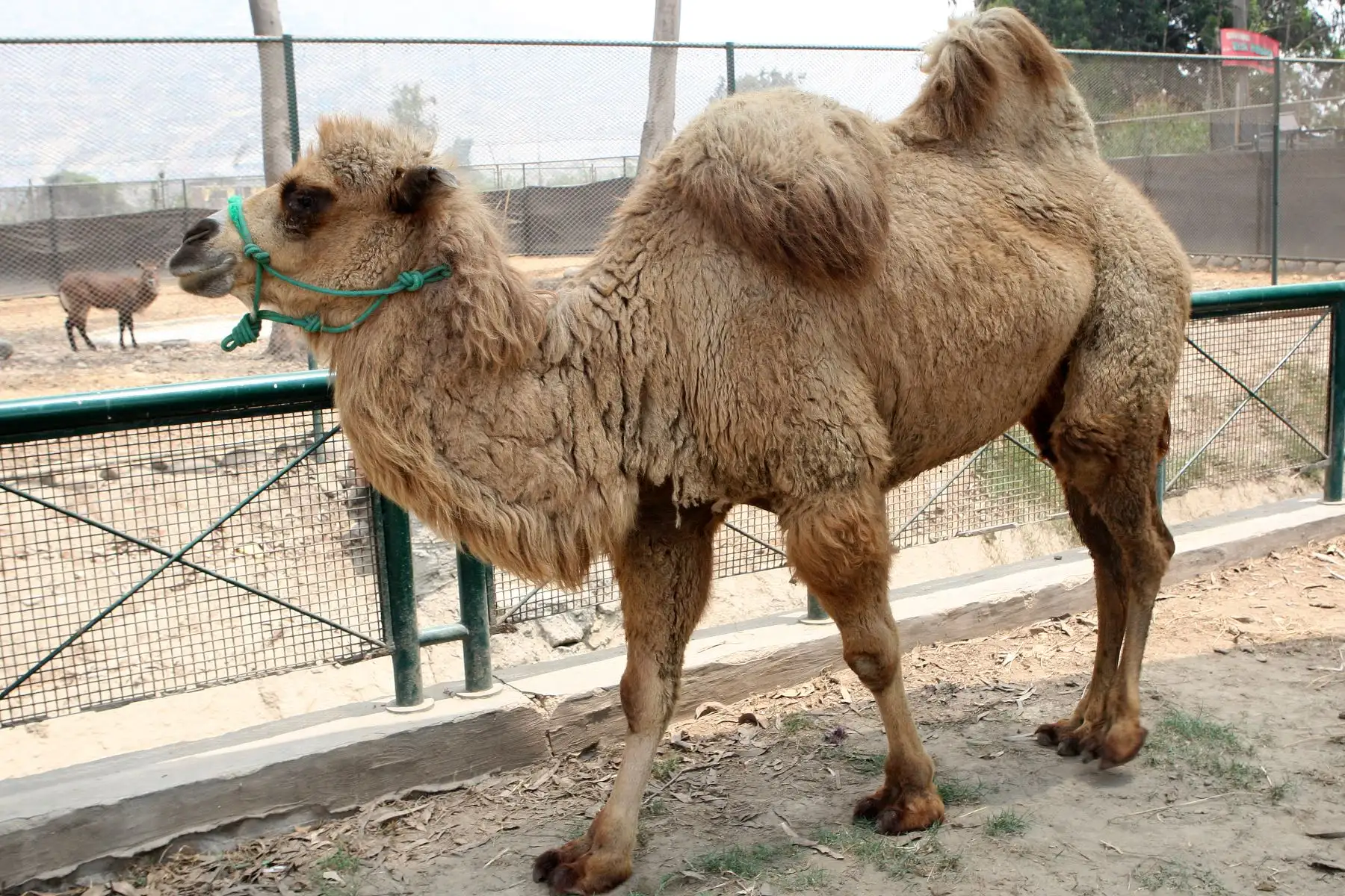 Camellos bebes son la atraccion en parque zoologico de Huachipa.Foto:ANDINA/Héctor Vinces.