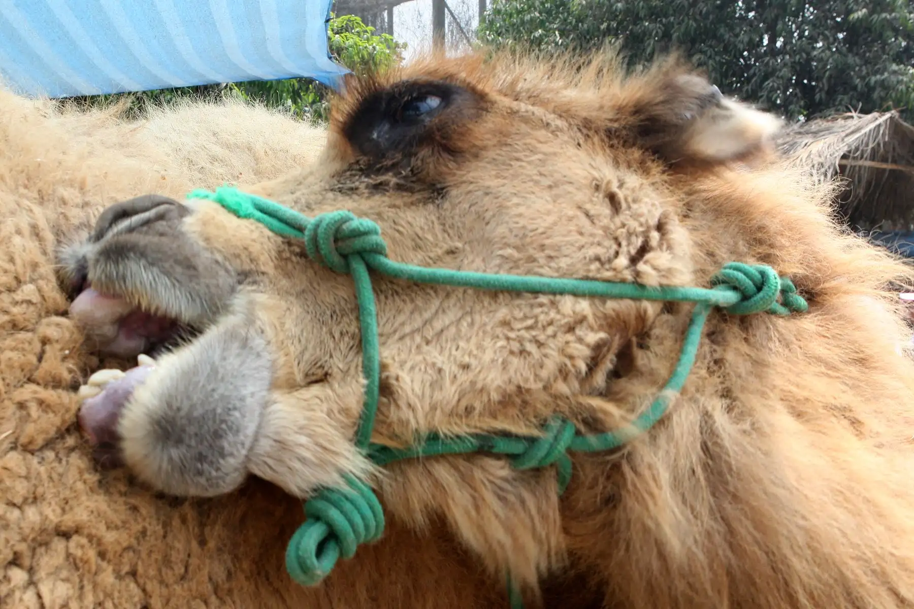 Camellos bebes son la atraccion en parque zoologico de Huachipa.Foto:ANDINA/Héctor Vinces.