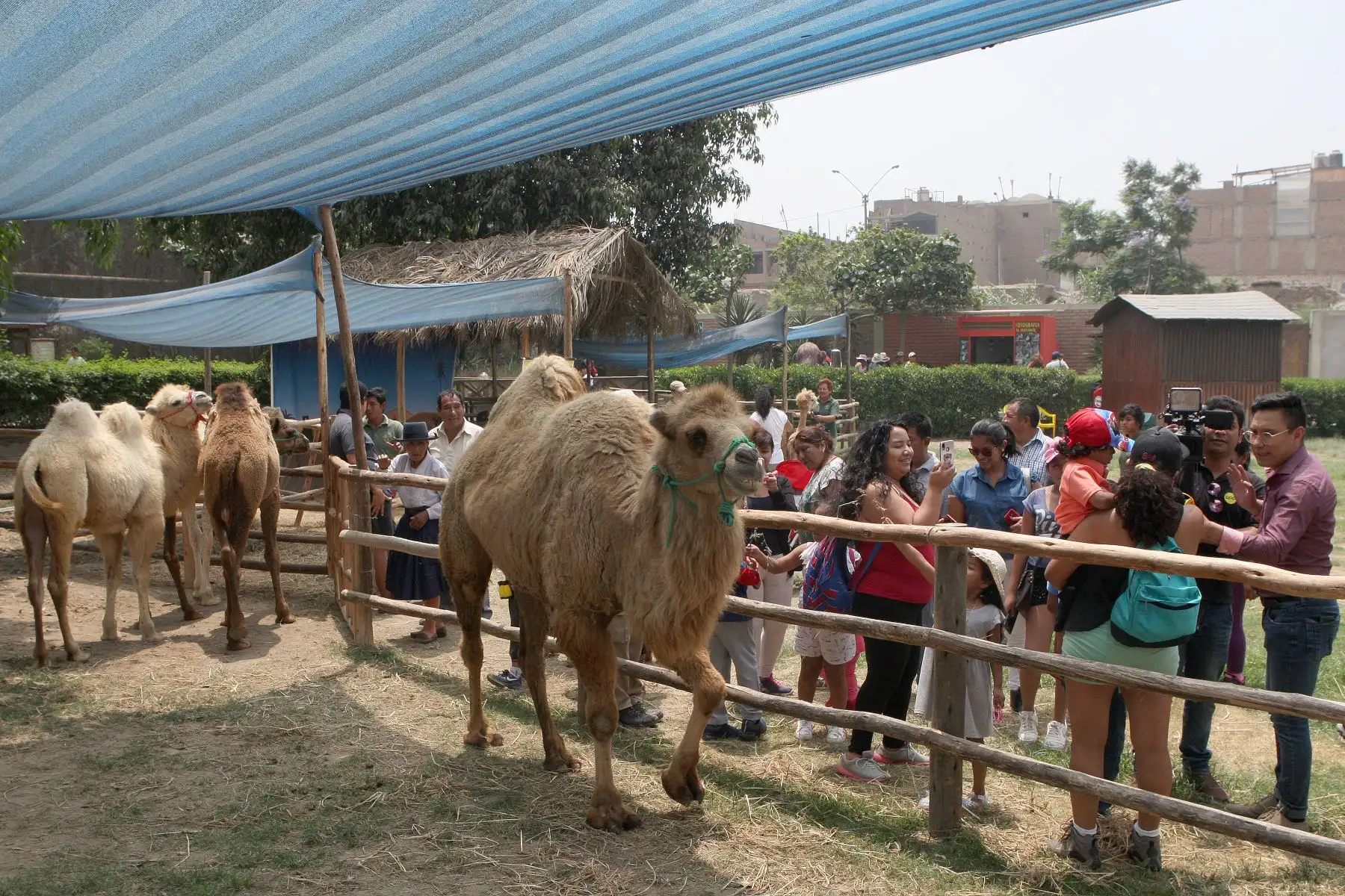 Camellos bebes son la atraccion en parque zoologico de Huachipa.Foto:ANDINA/Héctor Vinces.