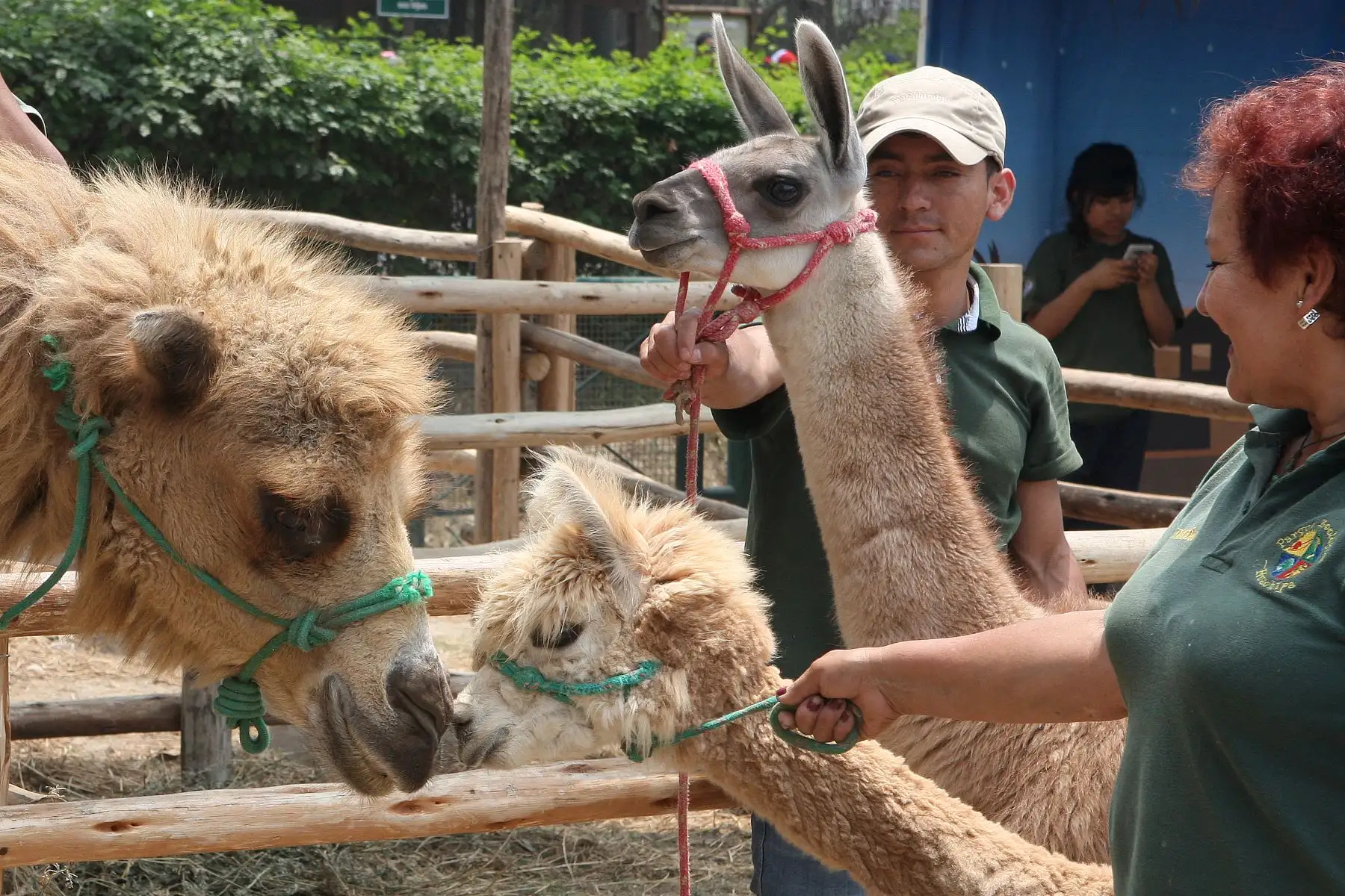 Camellos bebes son la atraccion en parque zoologico de Huachipa.Foto:ANDINA/Héctor Vinces.