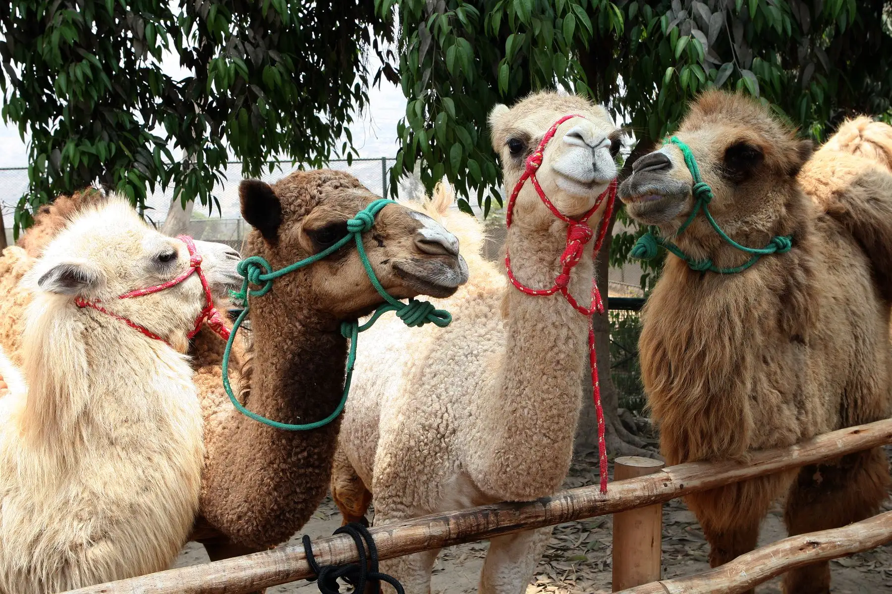 Camellos bebes son la atraccion en parque zoologico de Huachipa.Foto:ANDINA/Héctor Vinces.