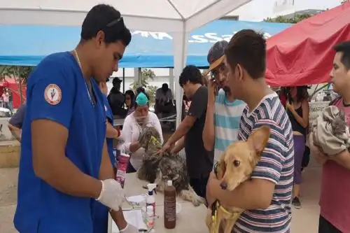 Mascotas reciben atención en San Juan de Lurigancho Foto: Minsa