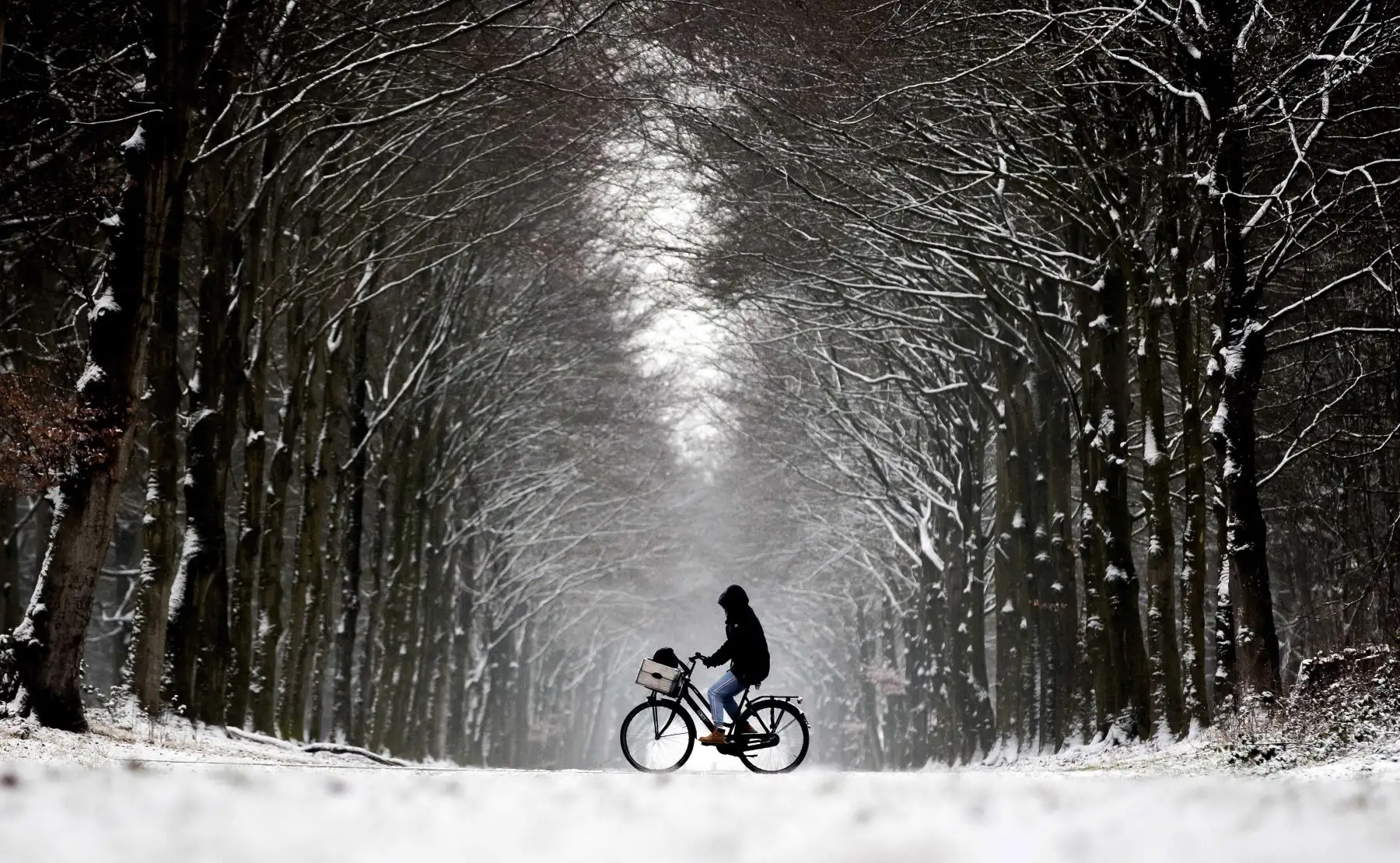 Un hombre pasea a su perro en bicicleta durante la primera nevada del año en Heiloo, Países Bajos (Holanda). Foto: EFE