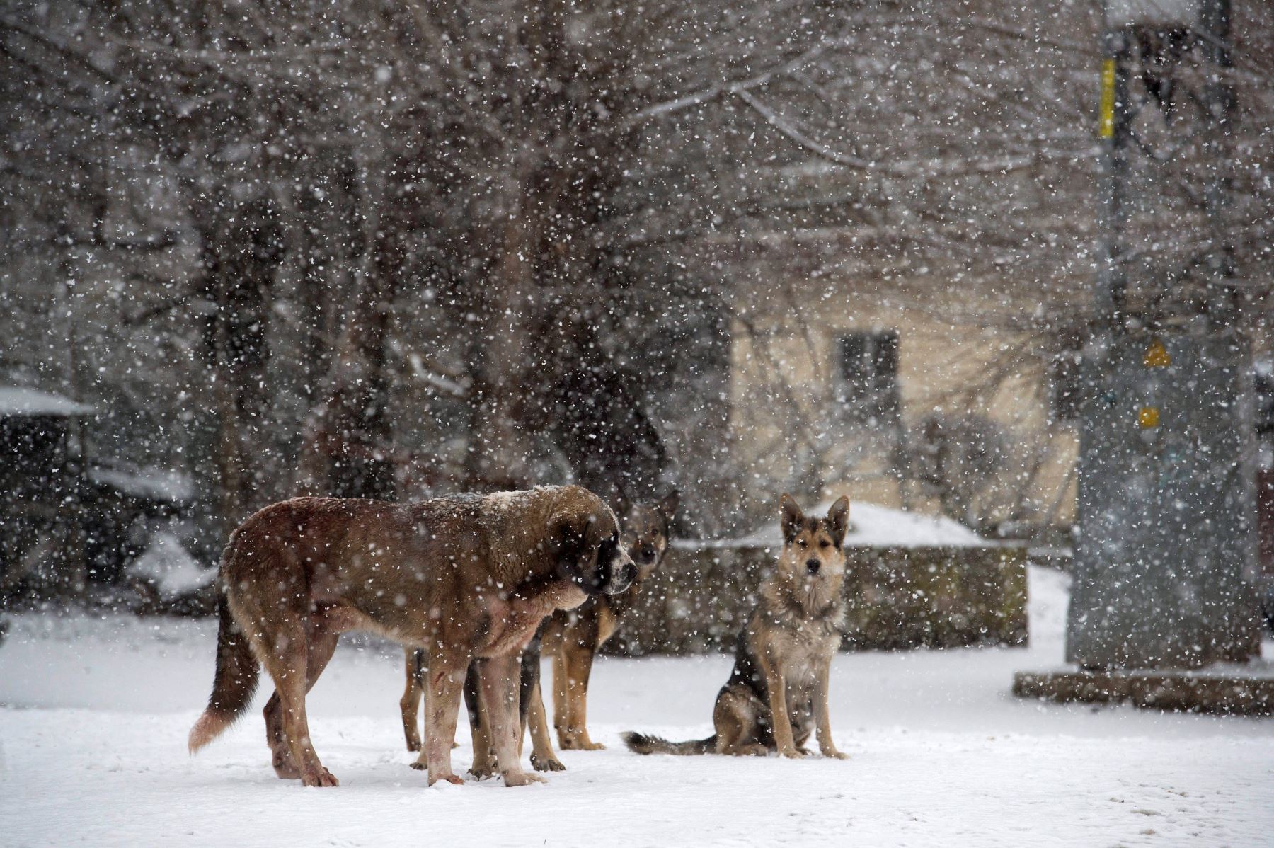 Varios perros esperan sobre la nieve en la localidad cántabra de La Lomba, España, cuya comunidad se encuentra en alerta naranja por las fuertes nevadas. Foto: EFE