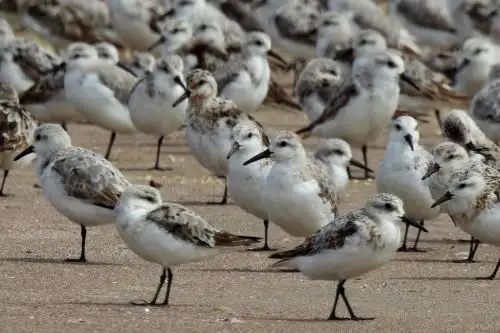Censo de aves playeras: conoce las especies más representativas del Perú